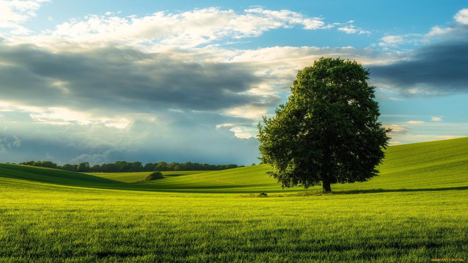 природа, деревья, дерево, луг, облака