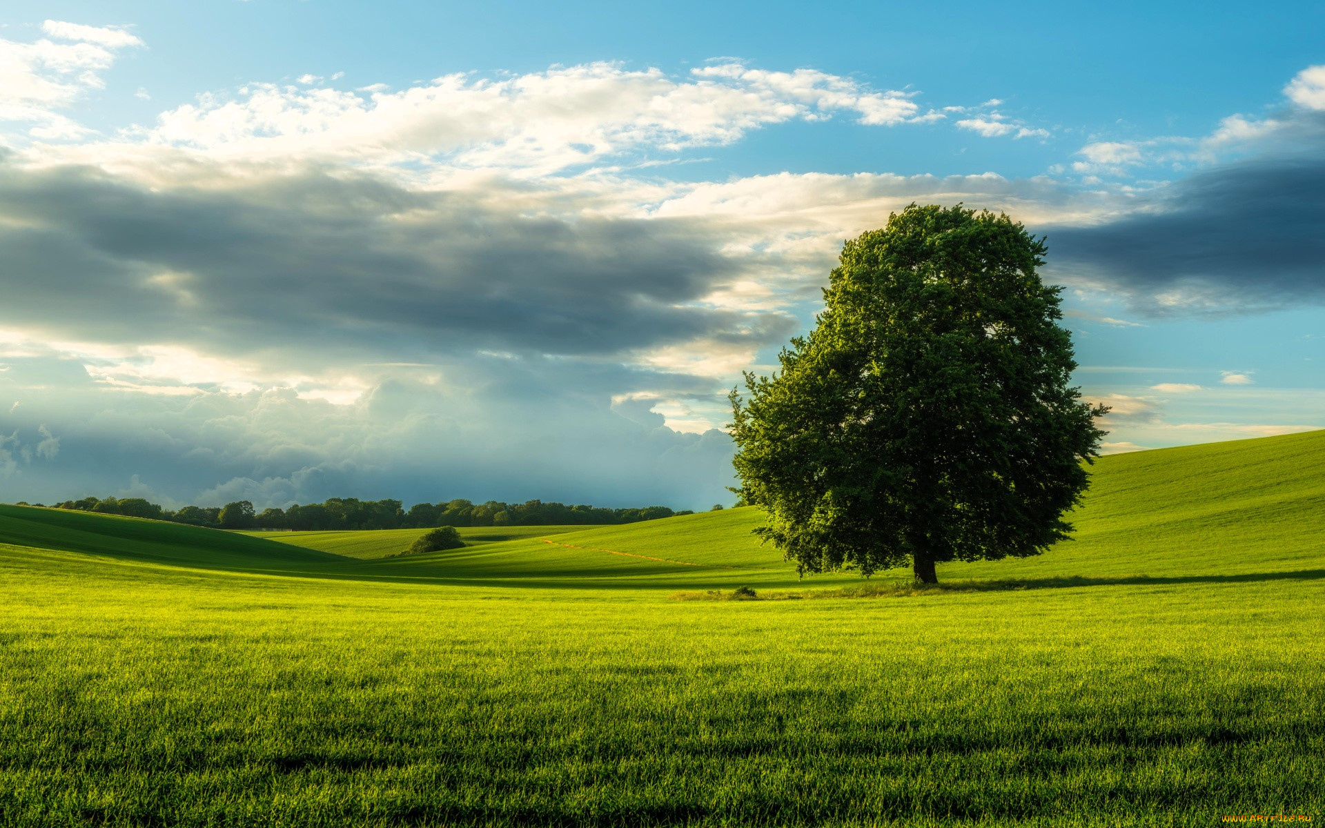 природа, деревья, дерево, луг, облака