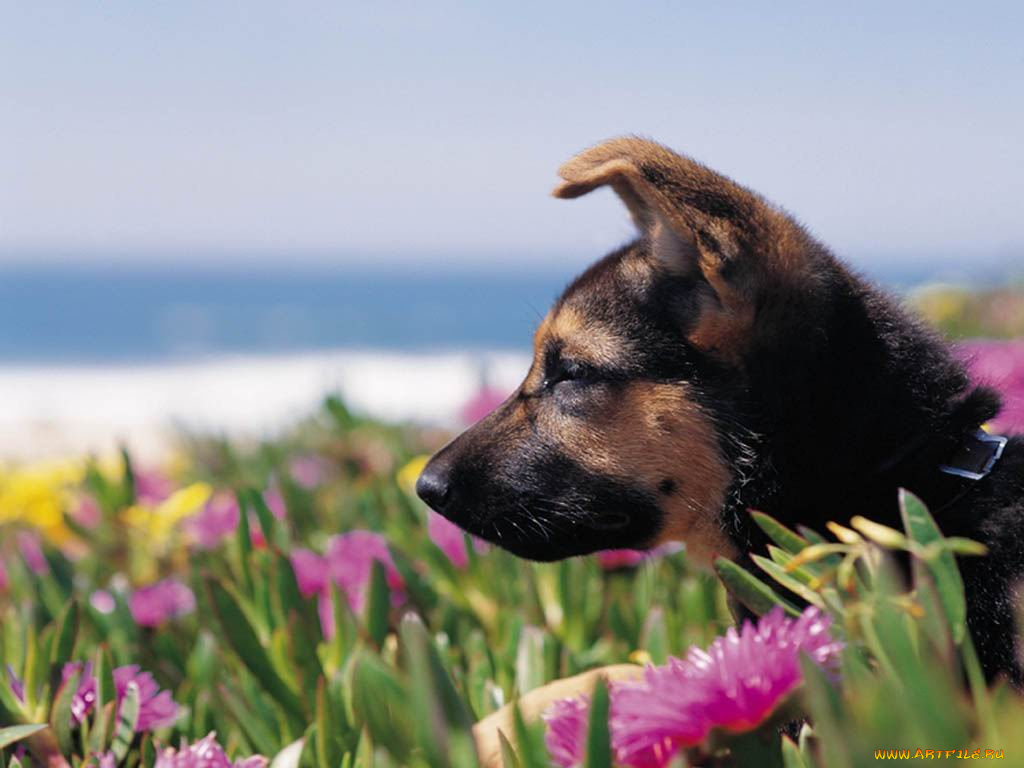 животные, собаки
