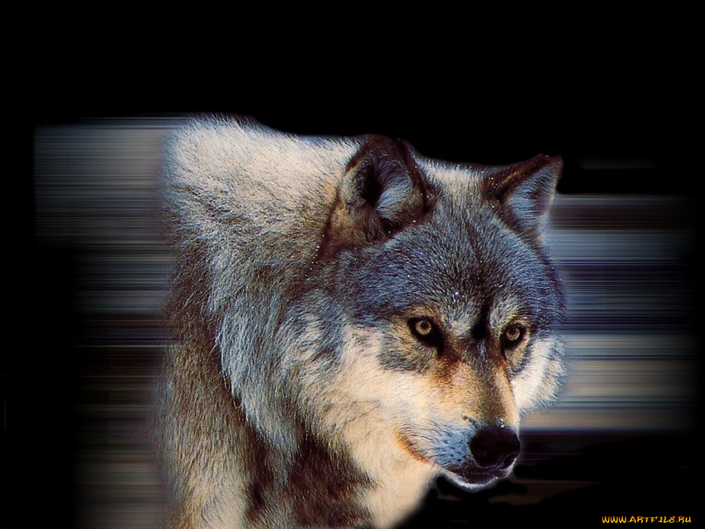 животные, волки
