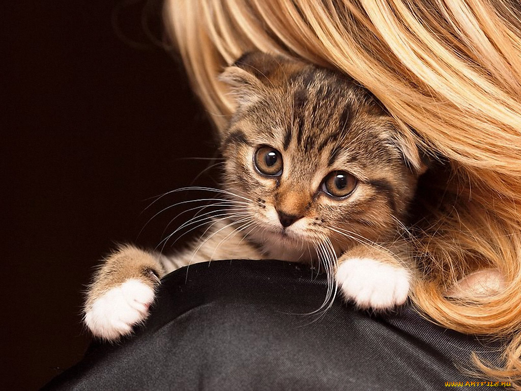 archer, ириска, животные, коты