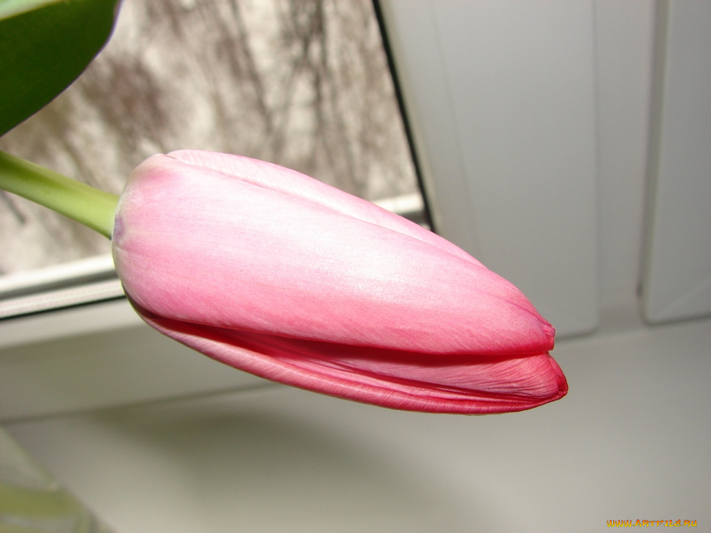 цветы, тюльпаны