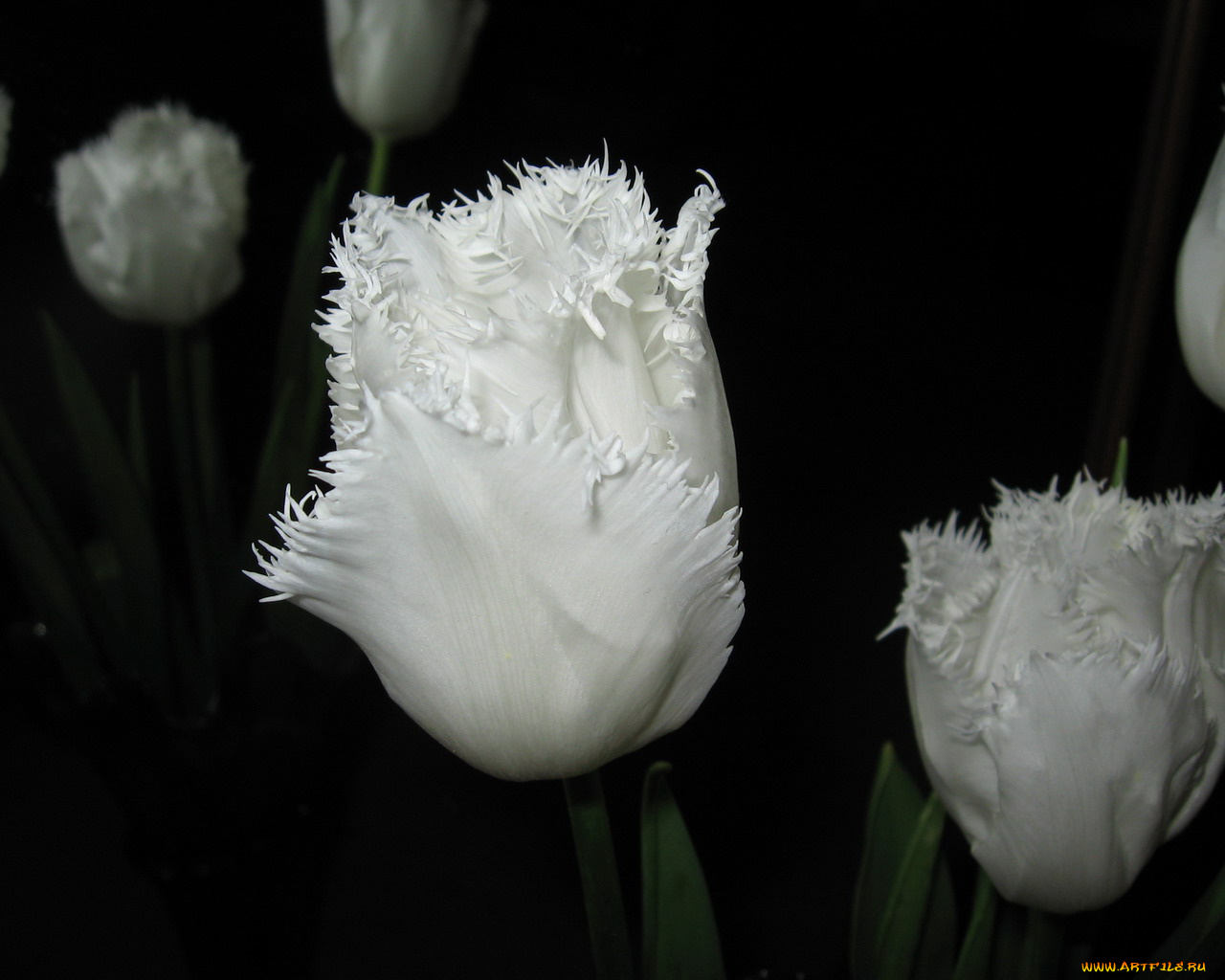 цветы, тюльпаны