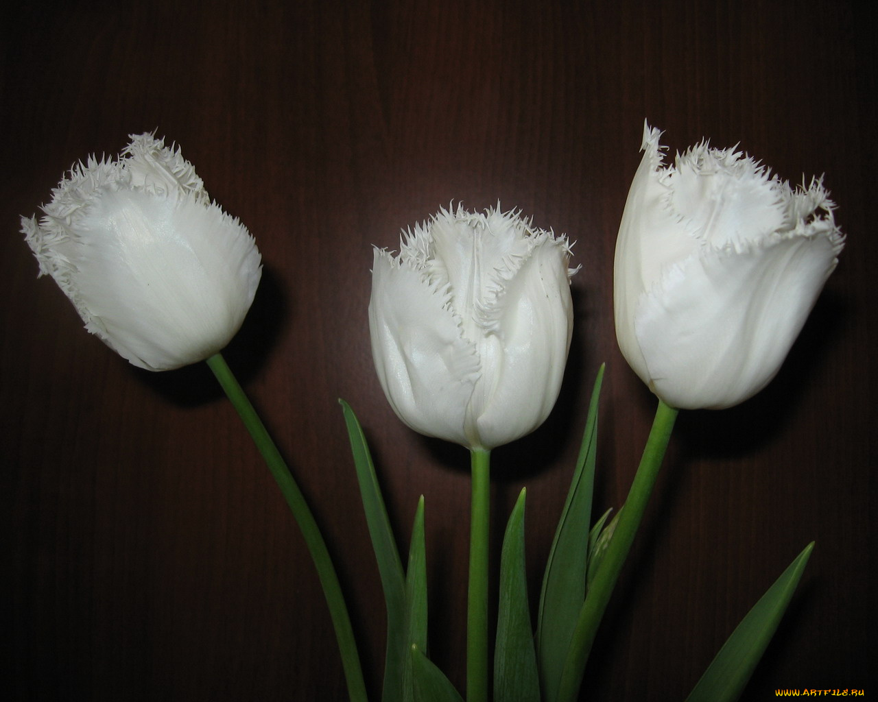 цветы, тюльпаны