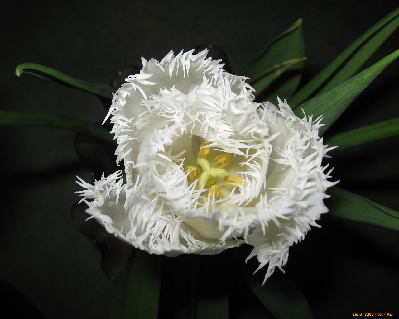 цветы, тюльпаны