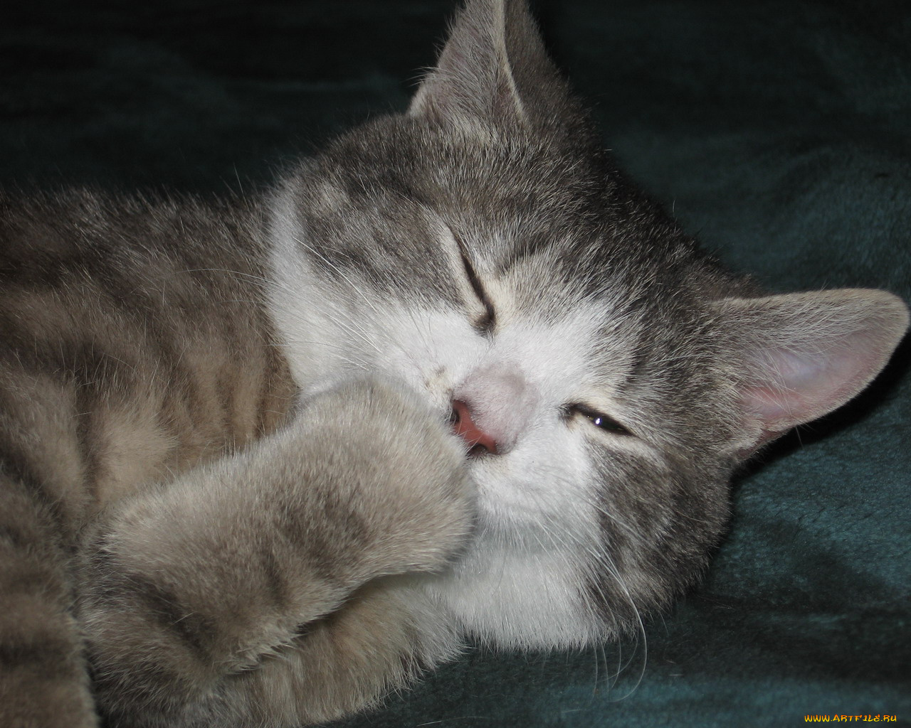 животные, коты