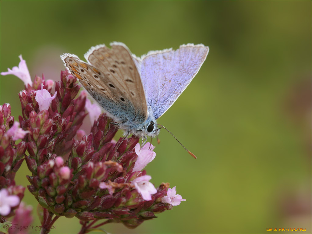 животные, бабочки