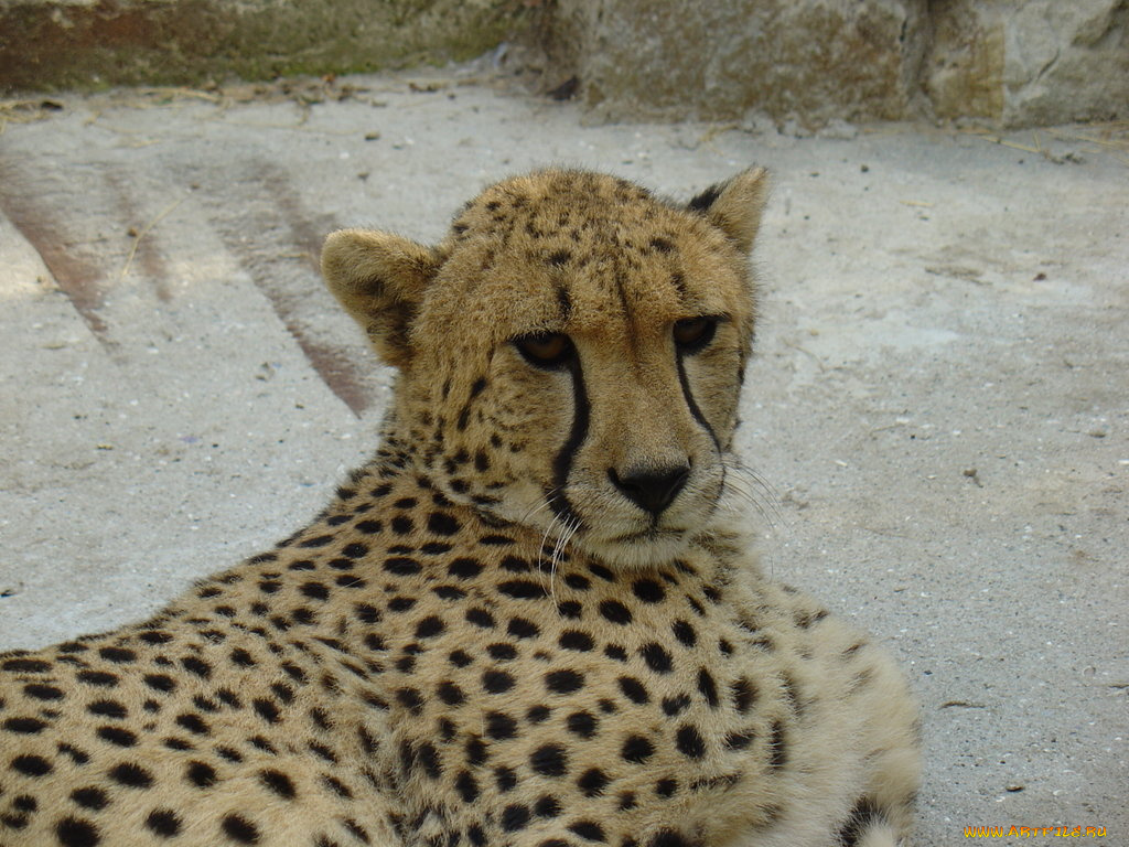 животные, гепарды