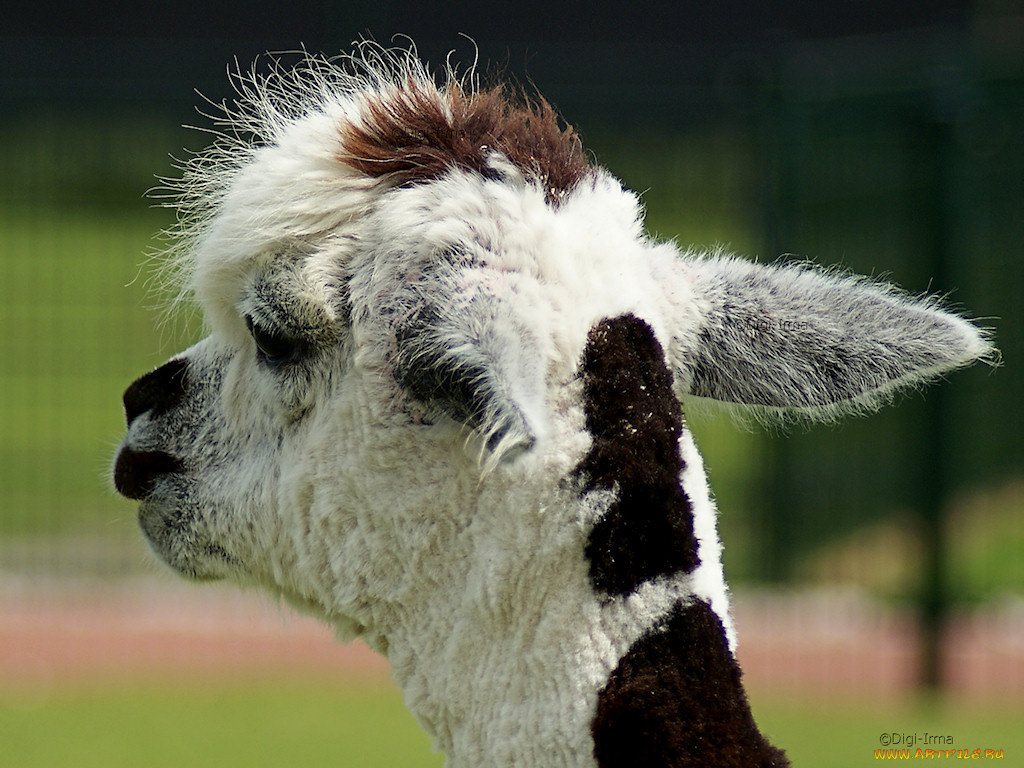 животные, ламы