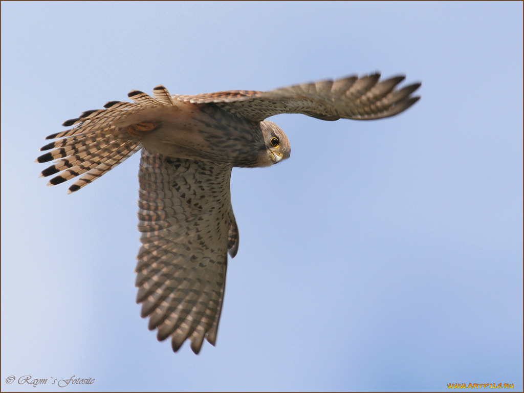 животные, птицы, хищники