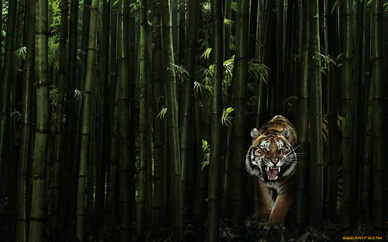 животные, тигры