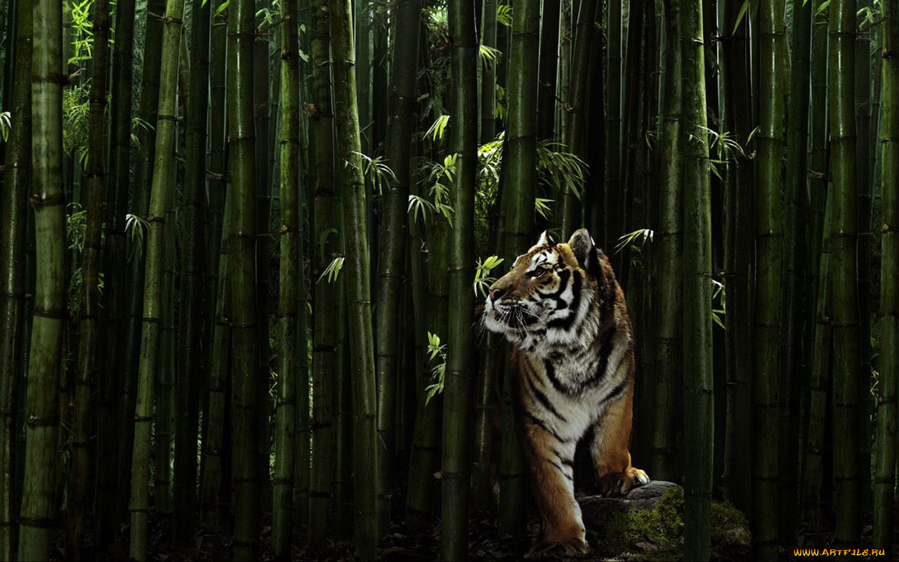 животные, тигры