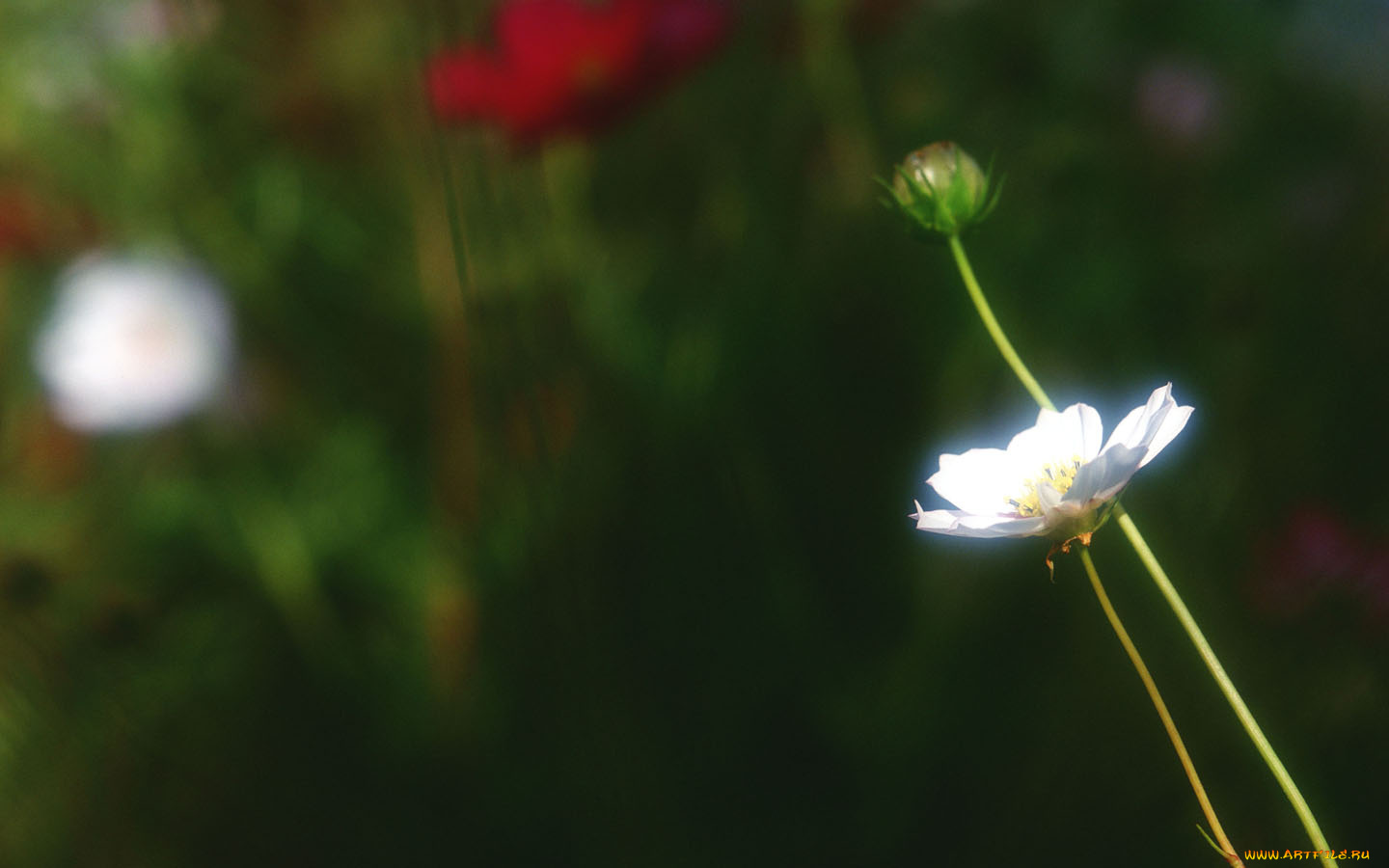 цветы, космея