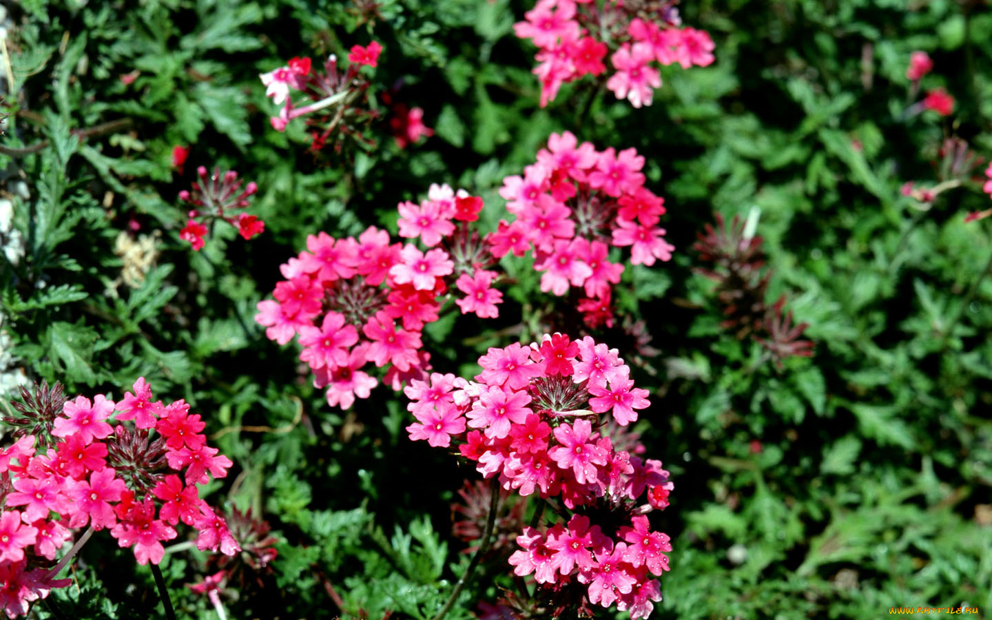 цветы, лантана, вербена