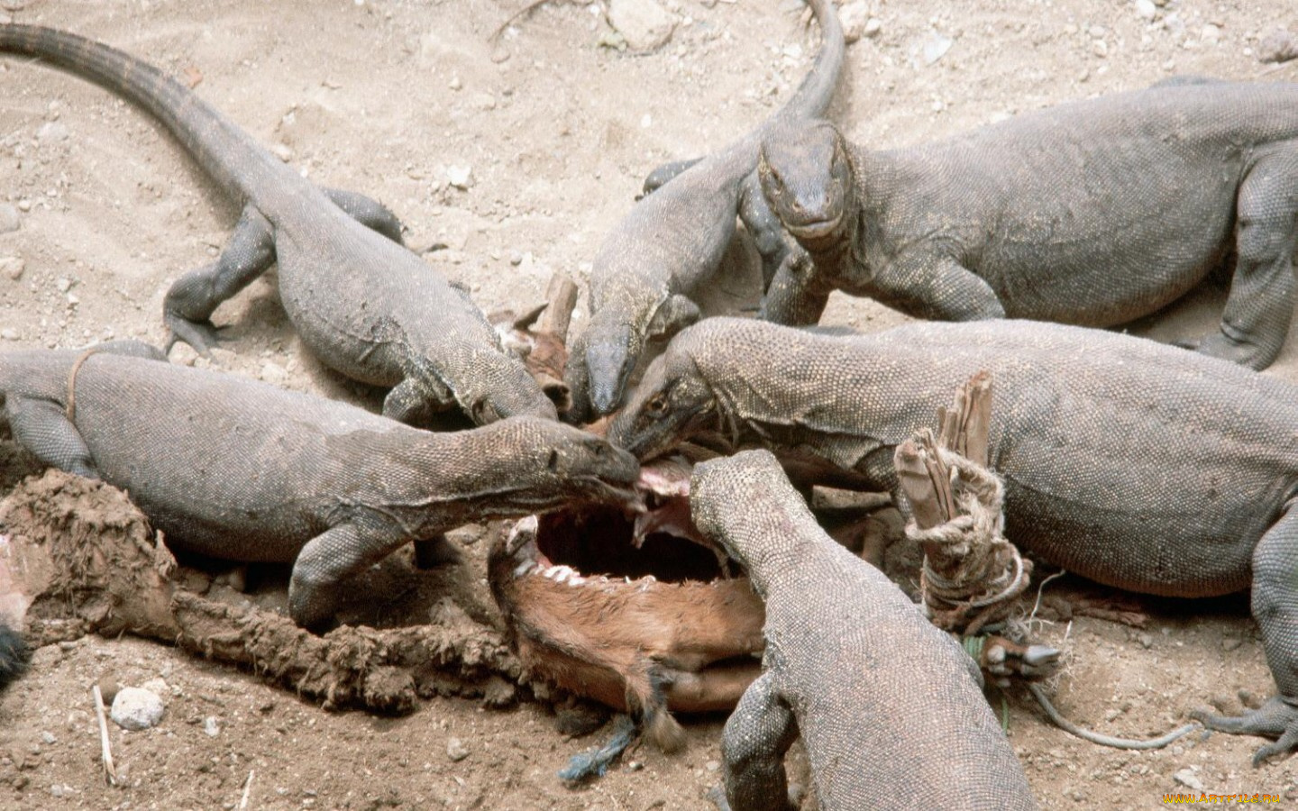 животные, Ящерицы, игуаны, вараны