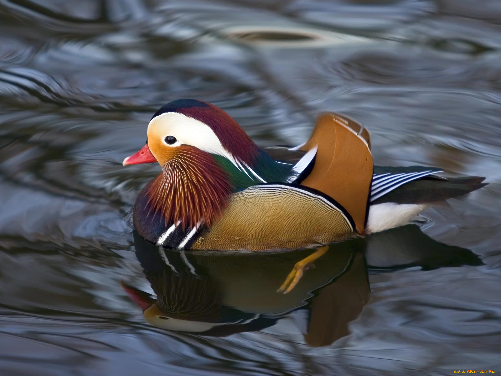 животные, утки