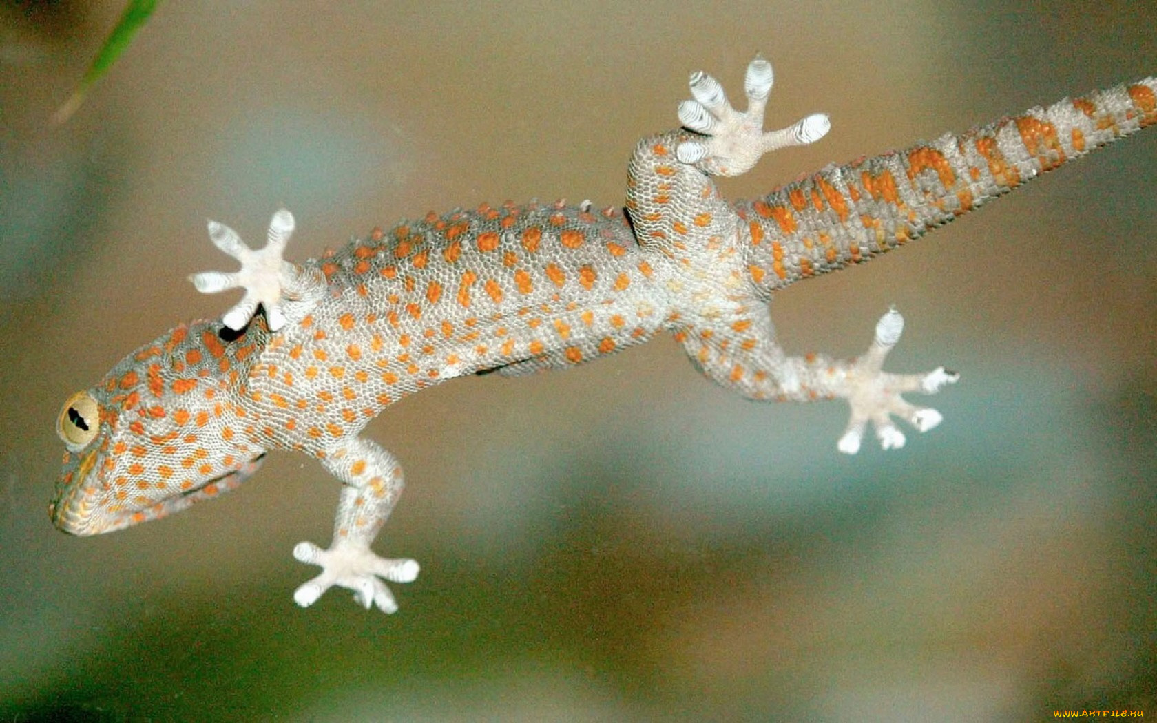 животные, Ящерицы, игуаны, вараны