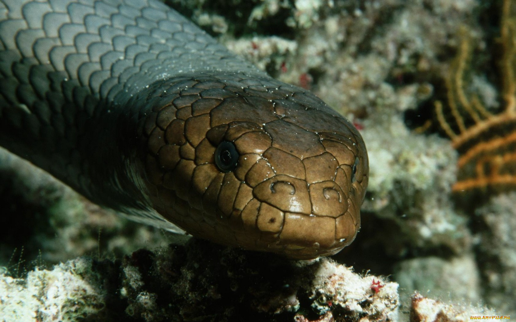 животные, змеи, питоны, кобры