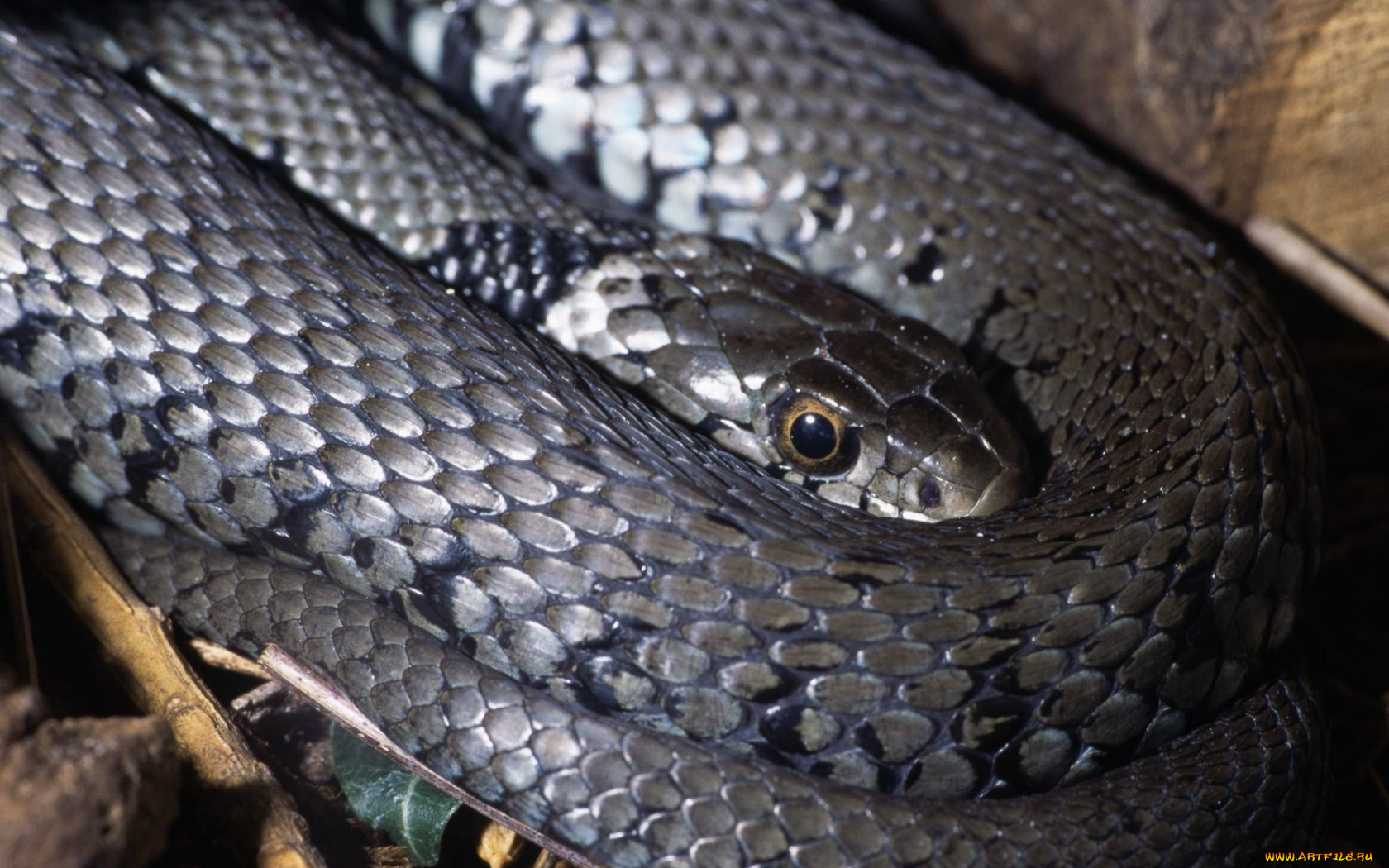 животные, змеи, питоны, кобры