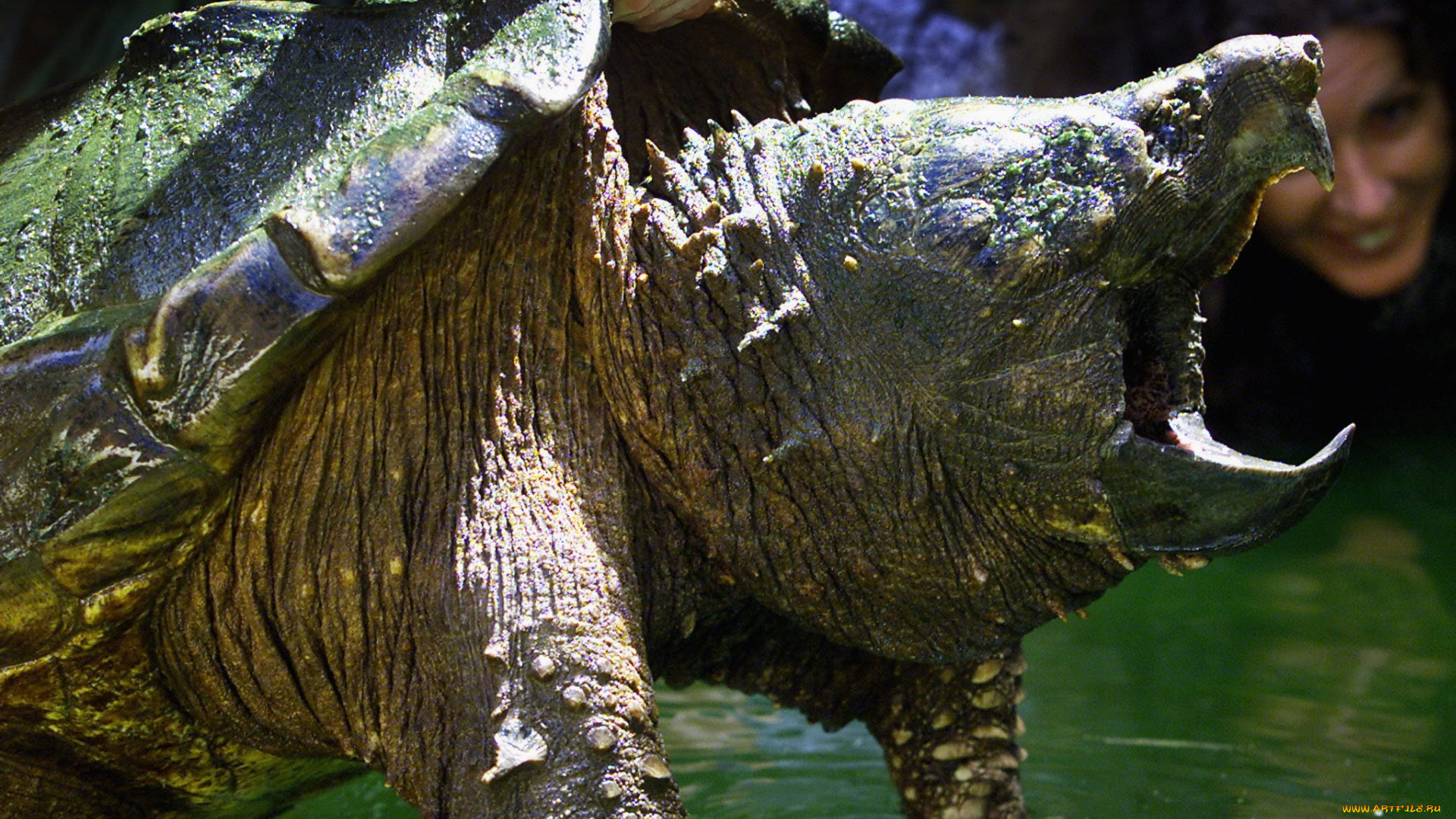 животные, Черепахи