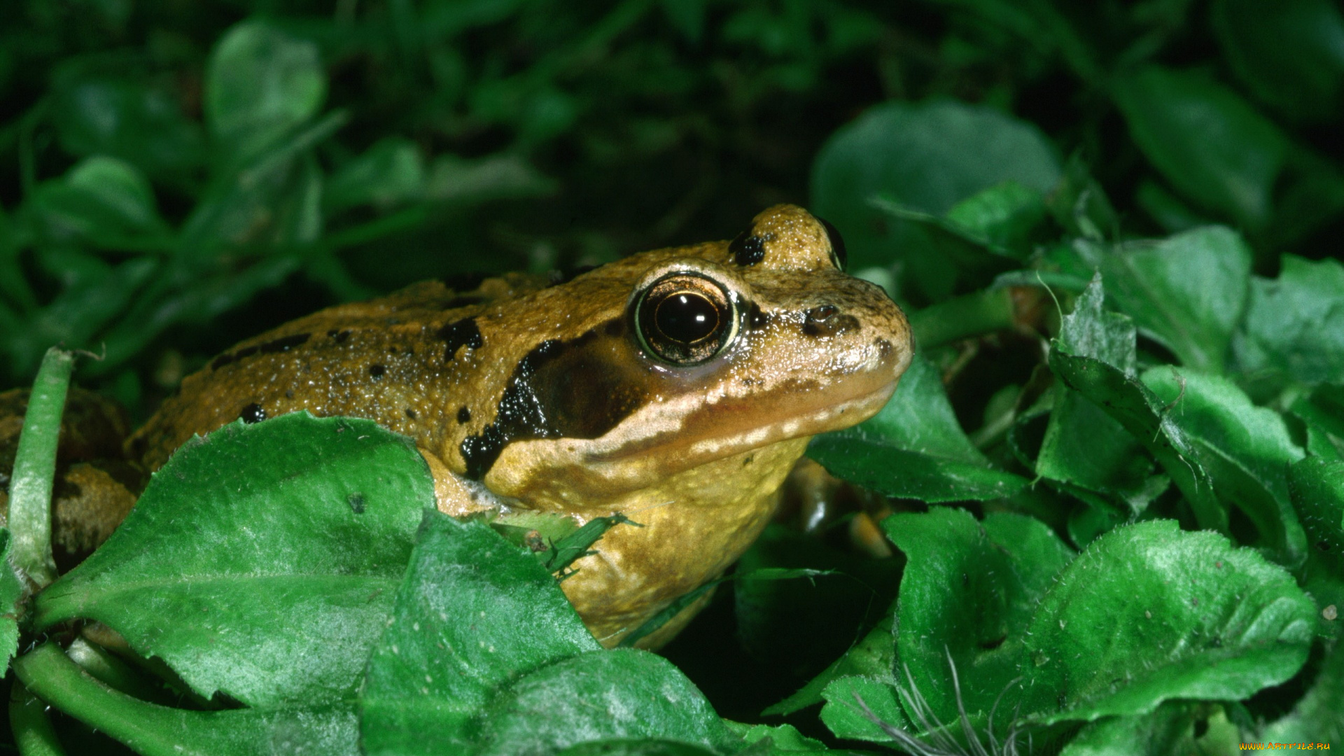 животные, лягушки