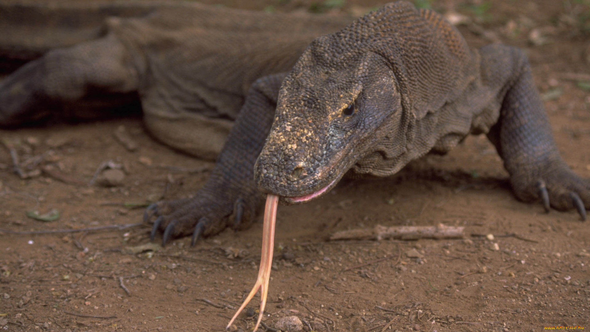 животные, Ящерицы, игуаны, вараны