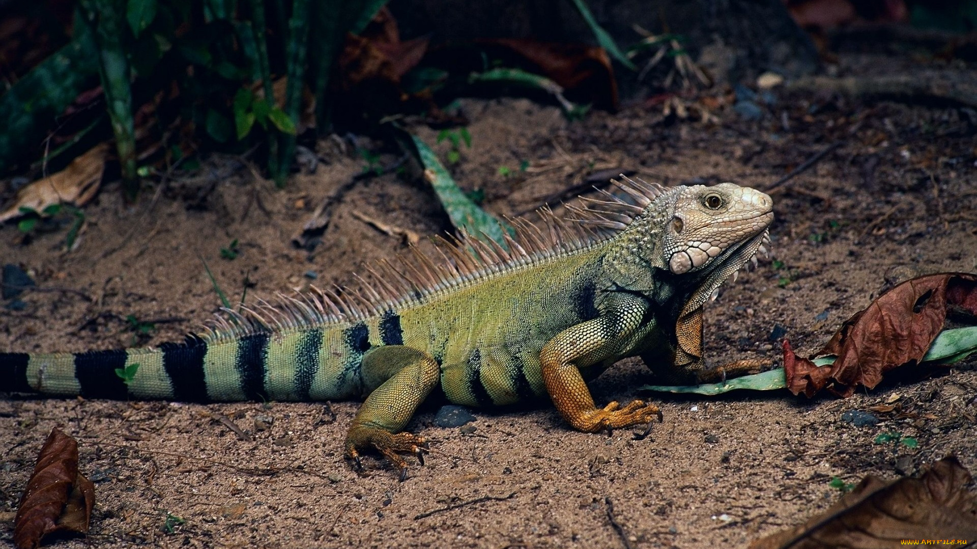 животные, Ящерицы, игуаны, вараны