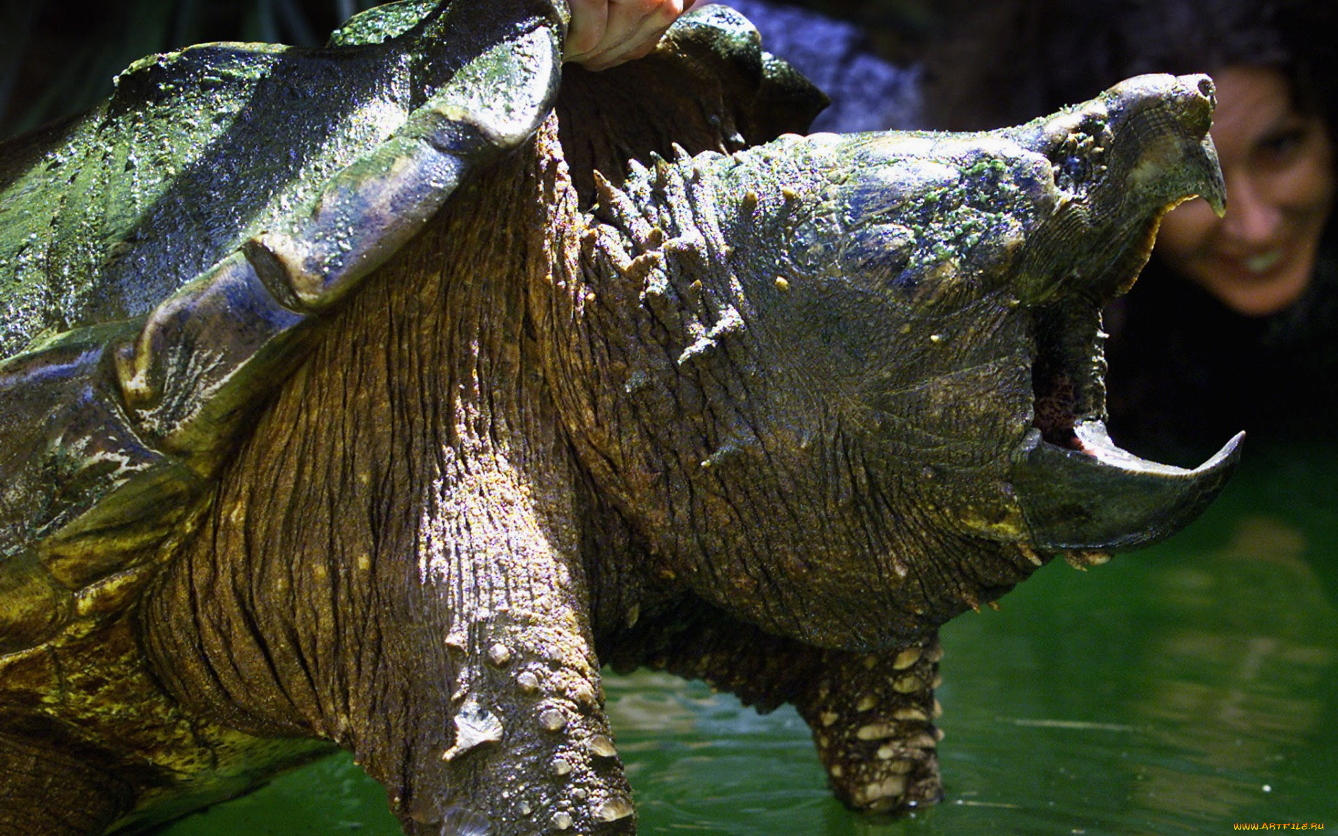 животные, Черепахи