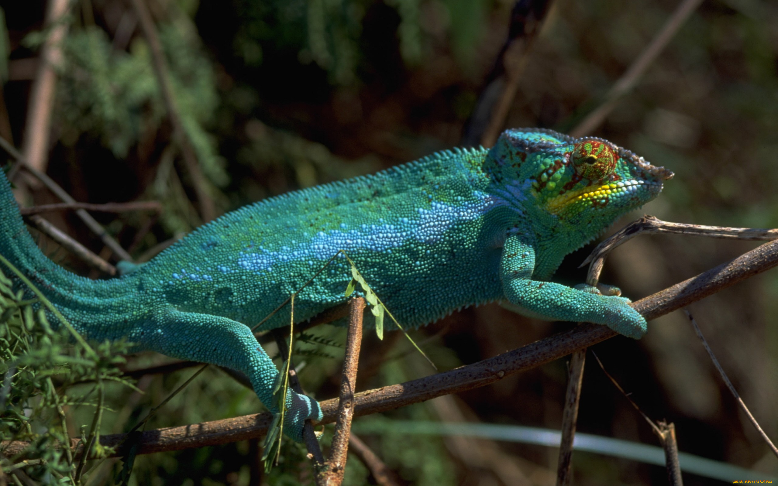 животные, хамелеоны