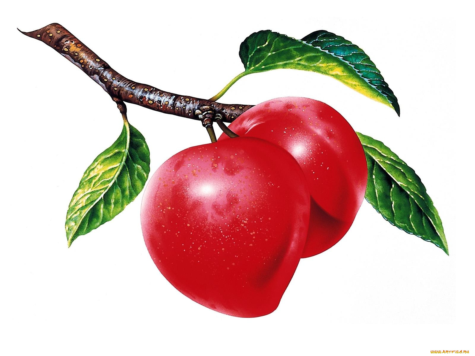 рисованные, еда