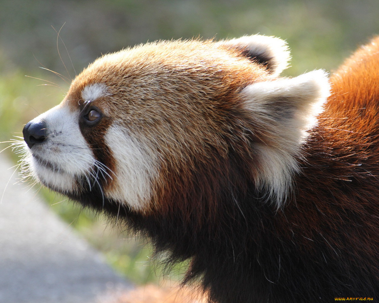 животные, панды