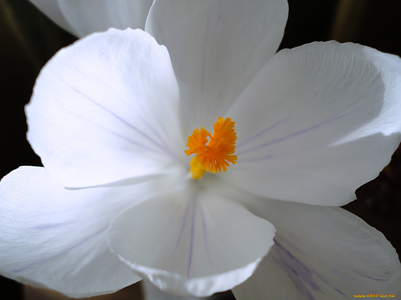 крокусы, цветы