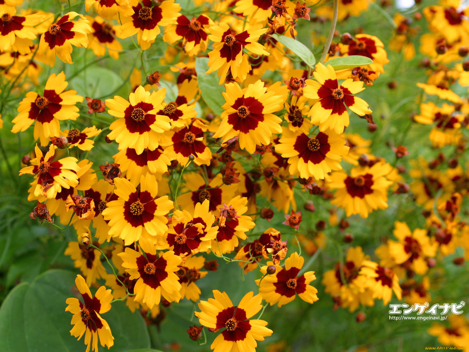 цветы, гайлардии, гелениумы