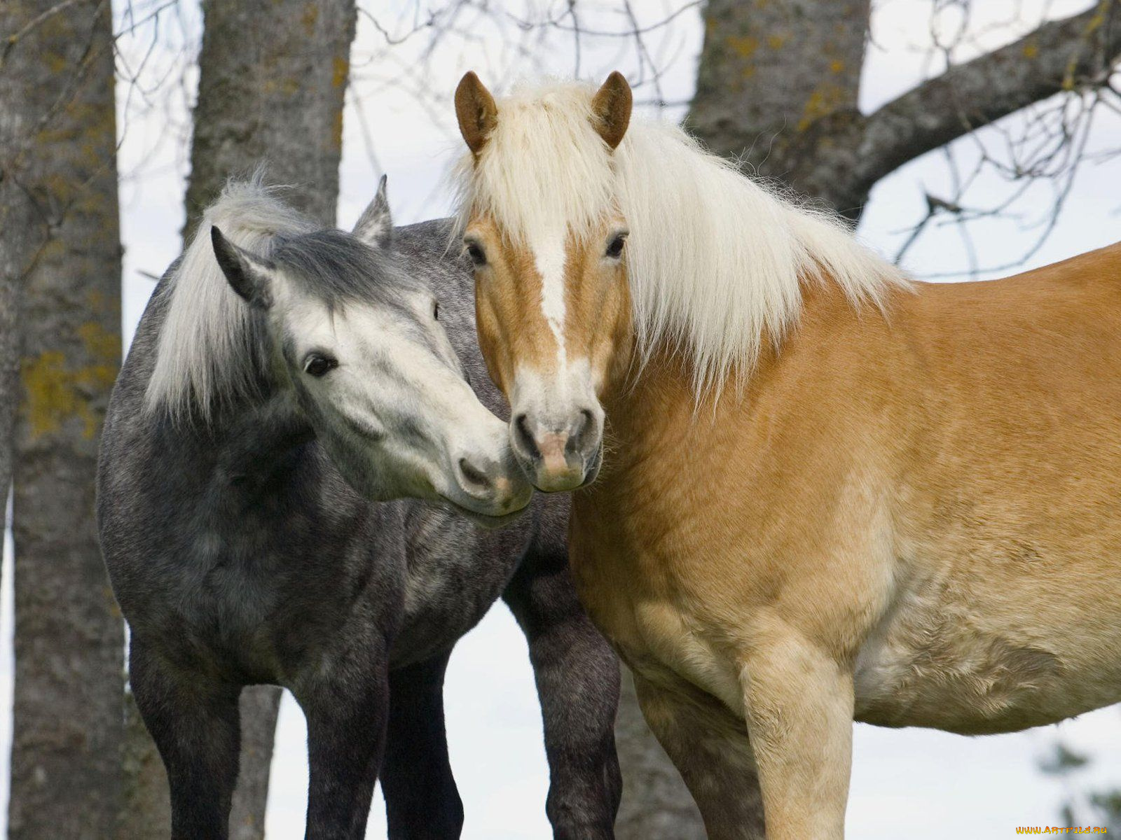 животные, лошади