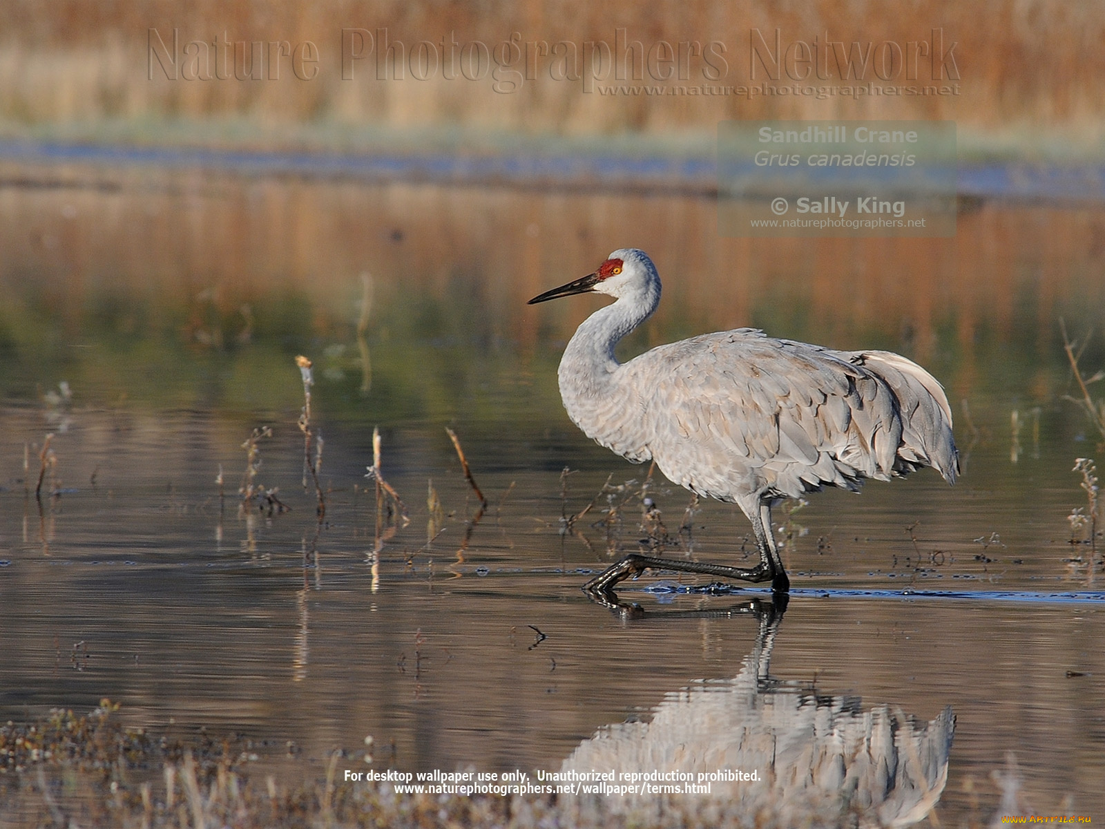 животные, журавли