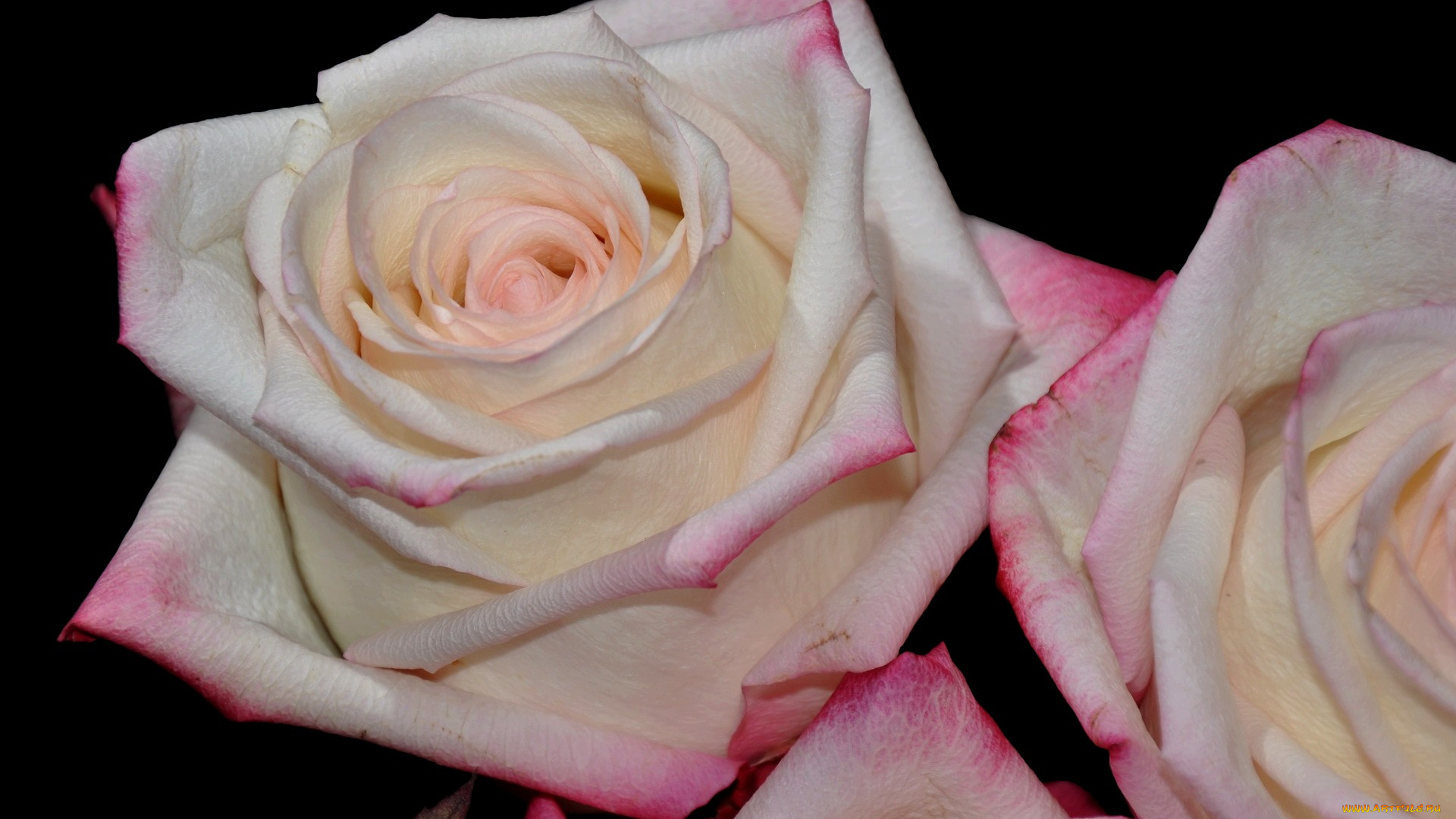 цветы, розы