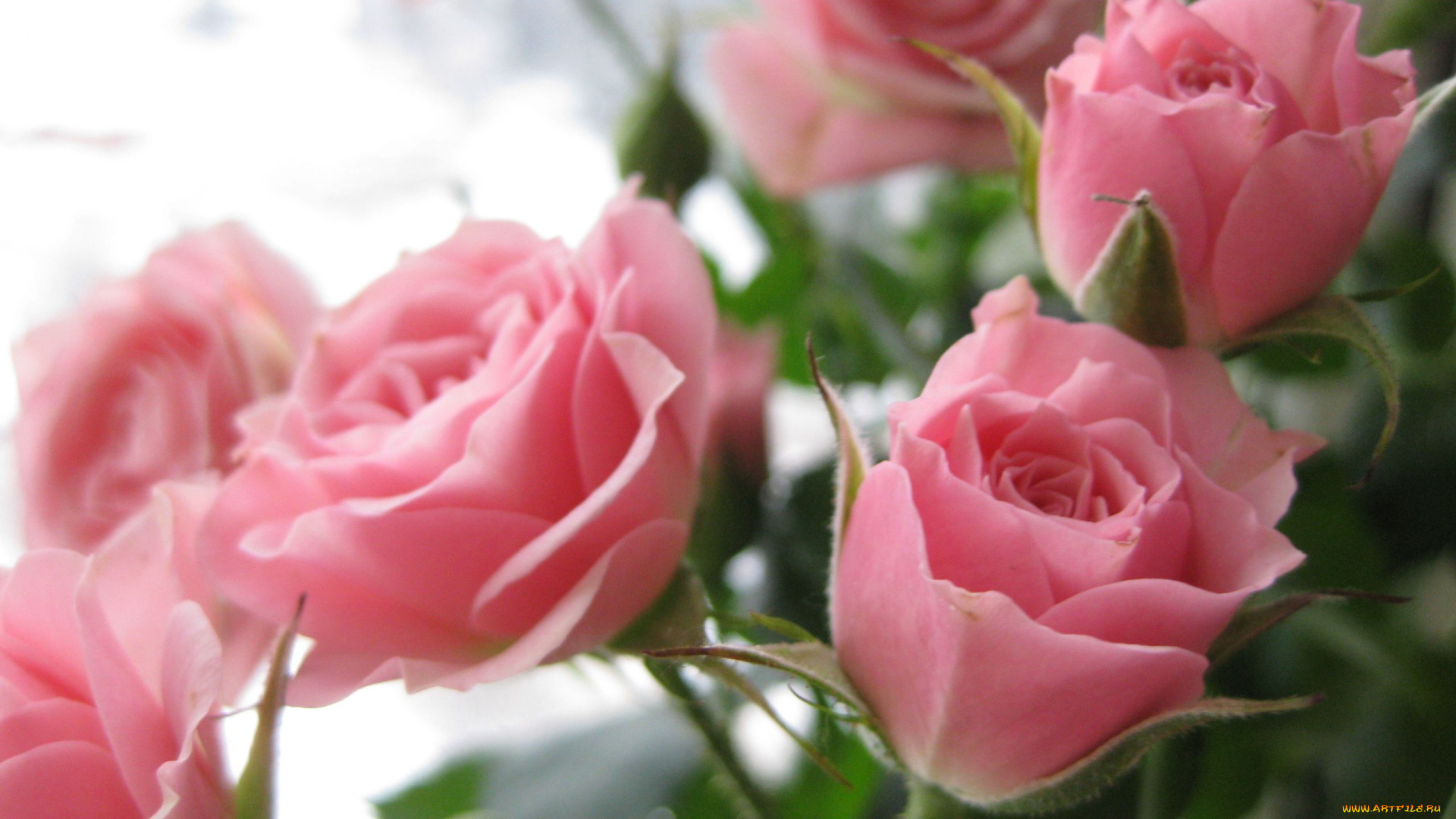 цветы, розы