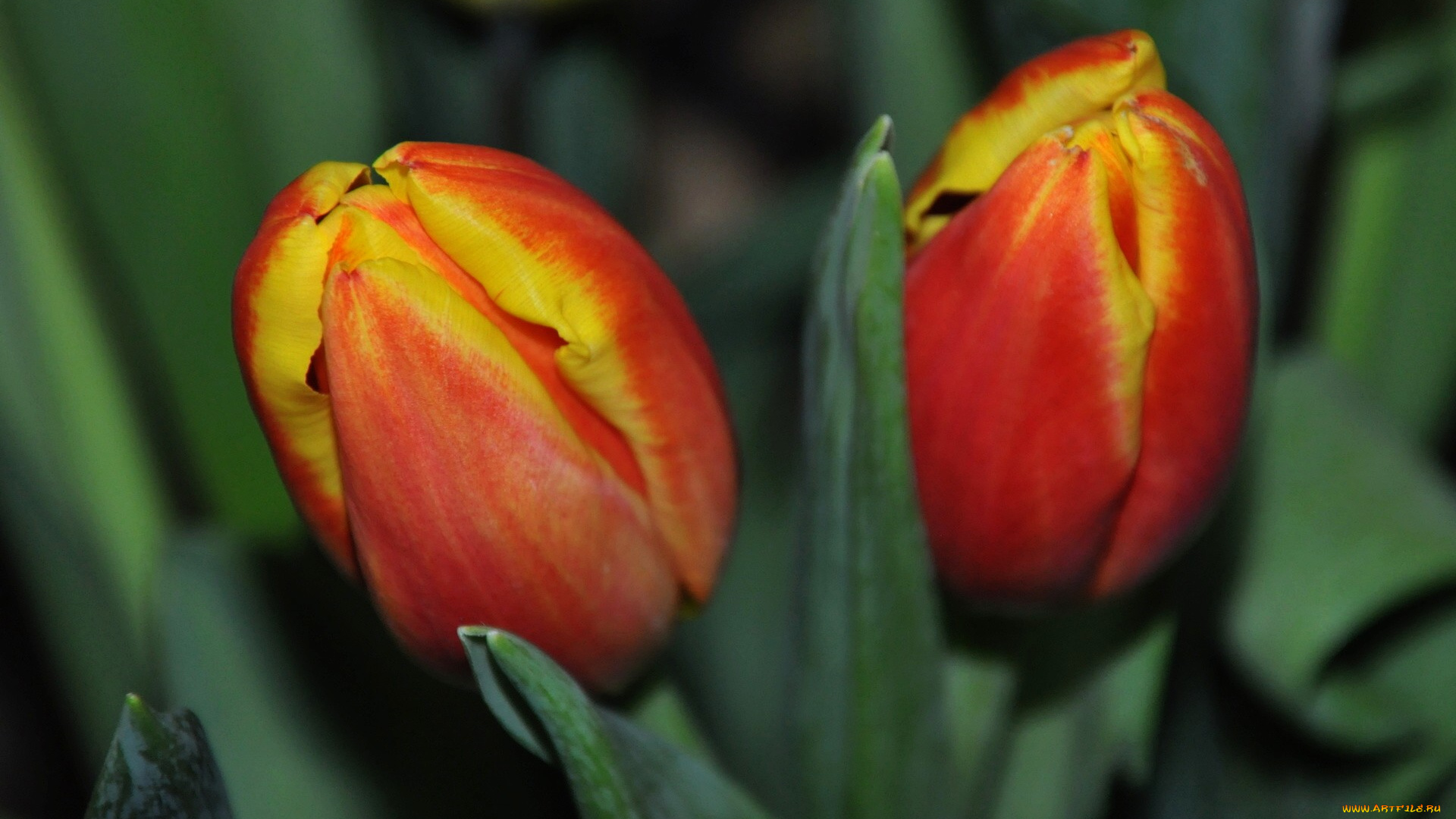 цветы, тюльпаны