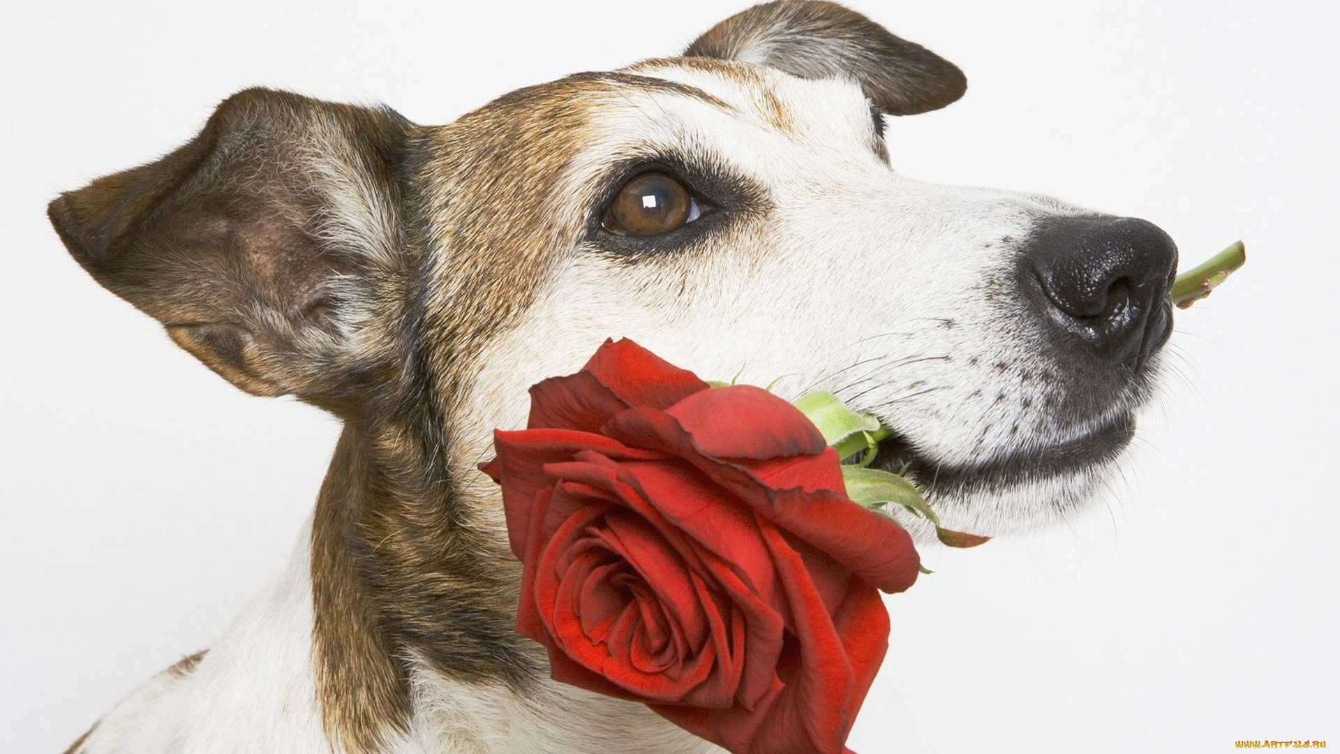 праздником, животные, собаки