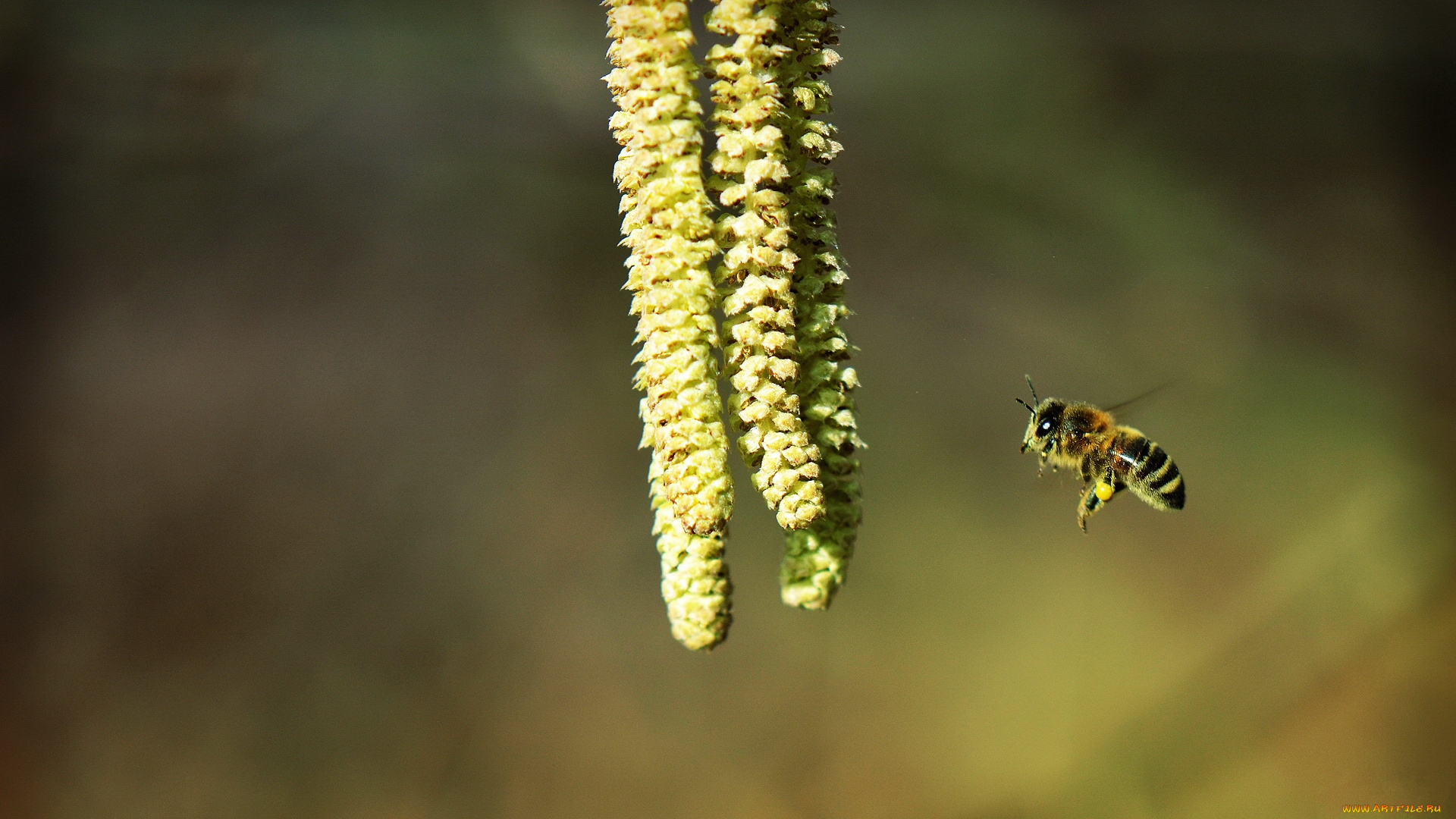 животные, пчелы, осы, шмели