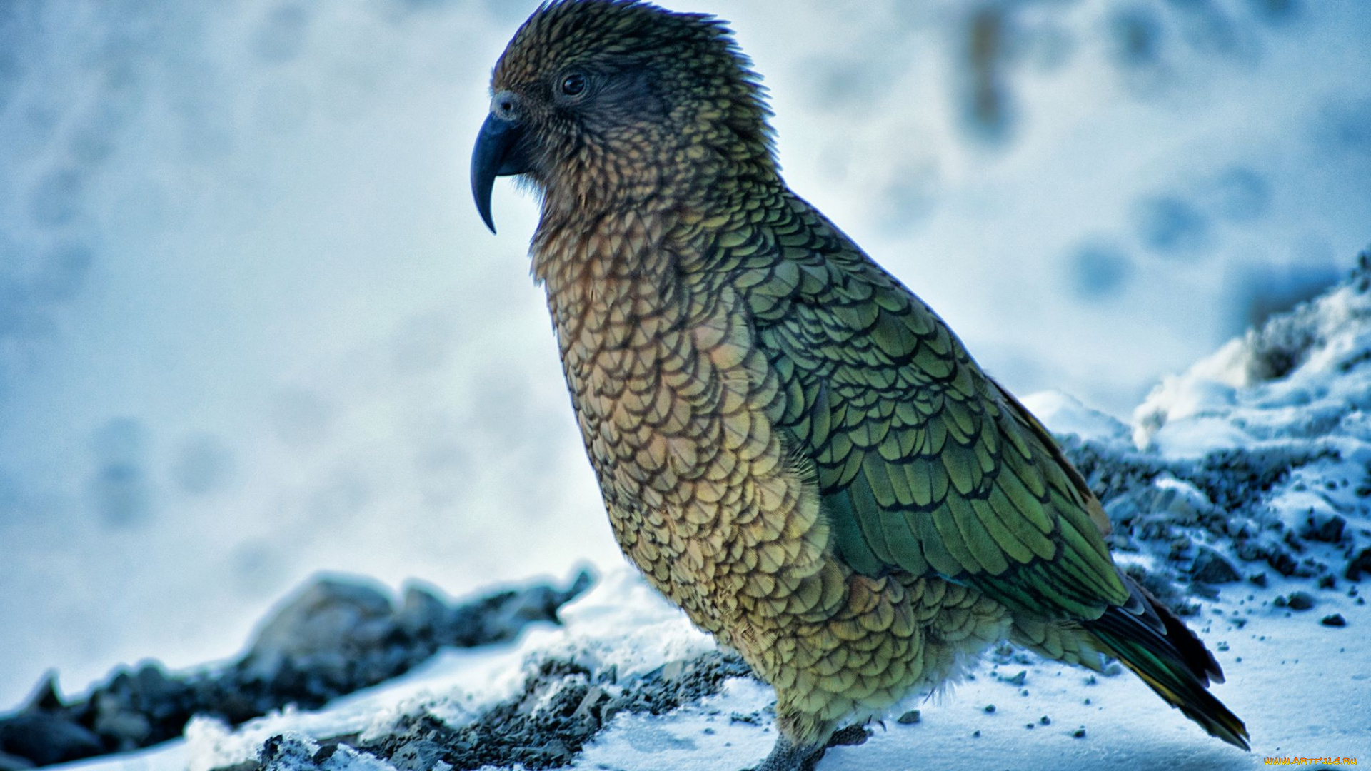 животные, попугаи