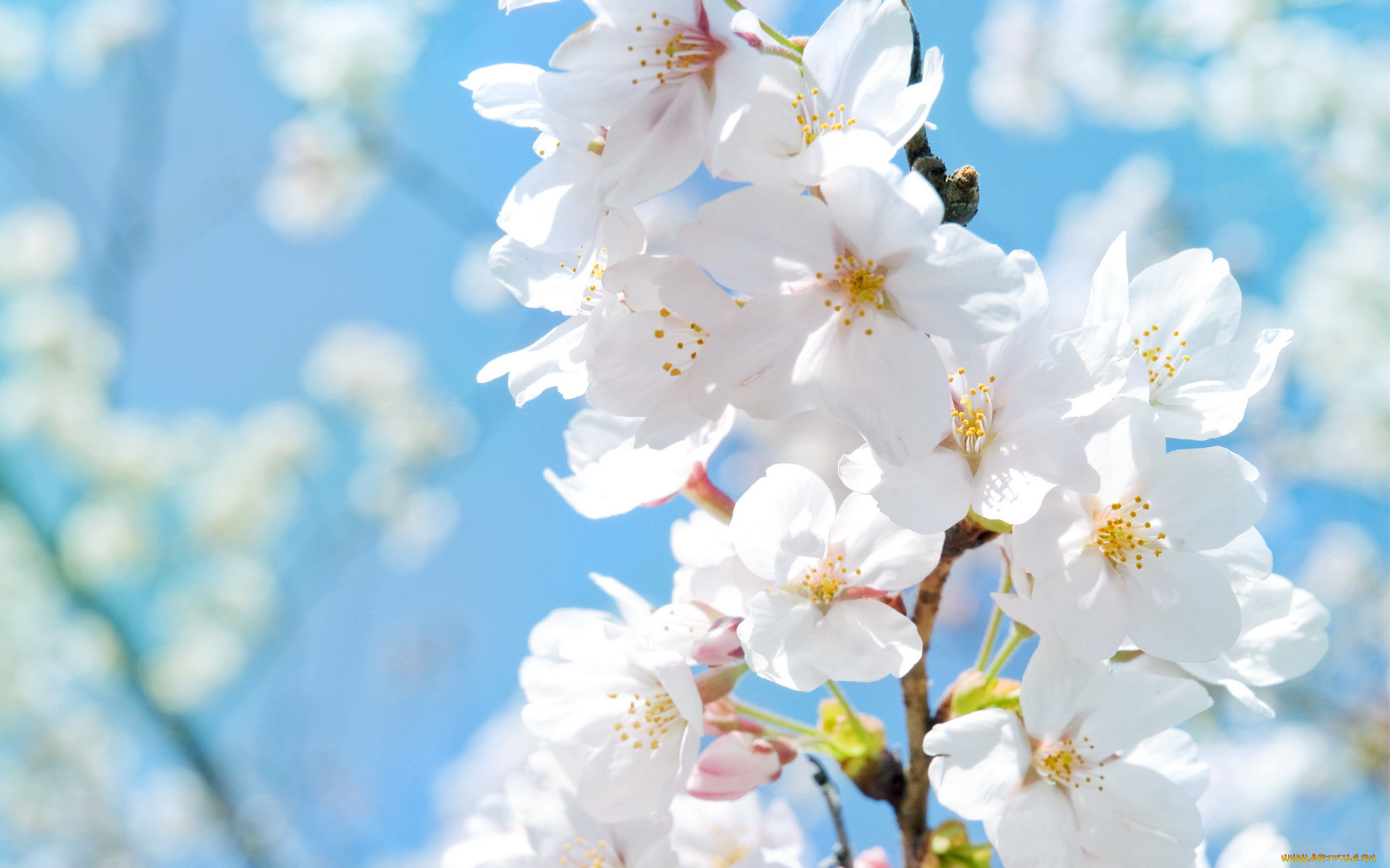 цветы, сакура, вишня