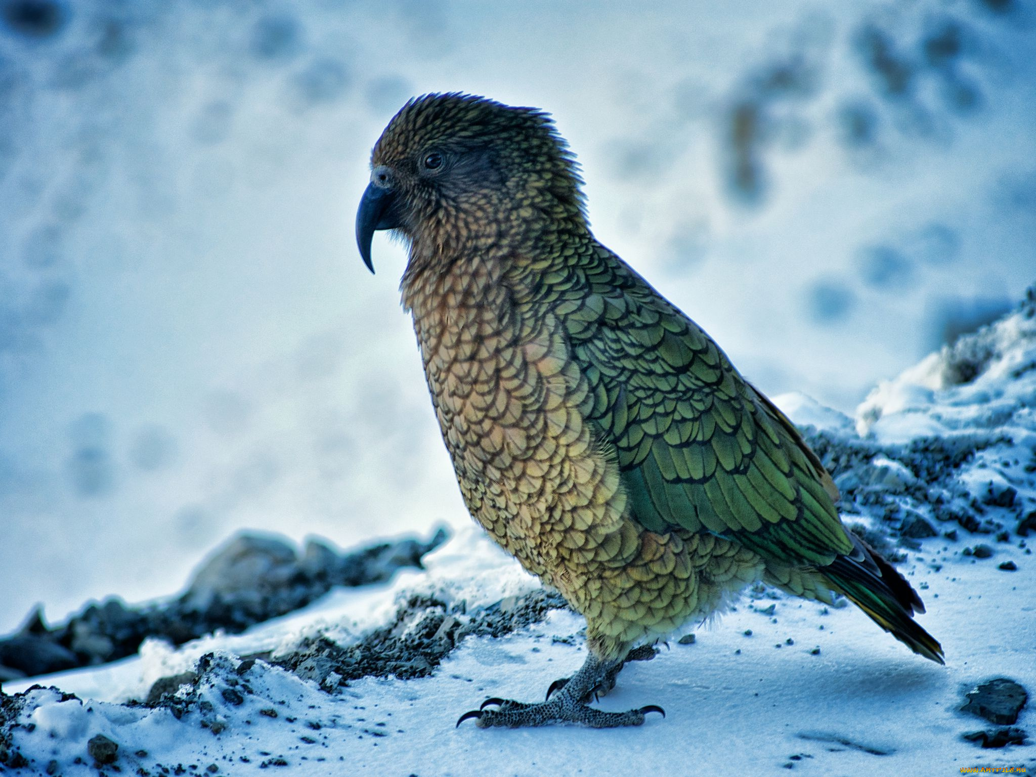 животные, попугаи