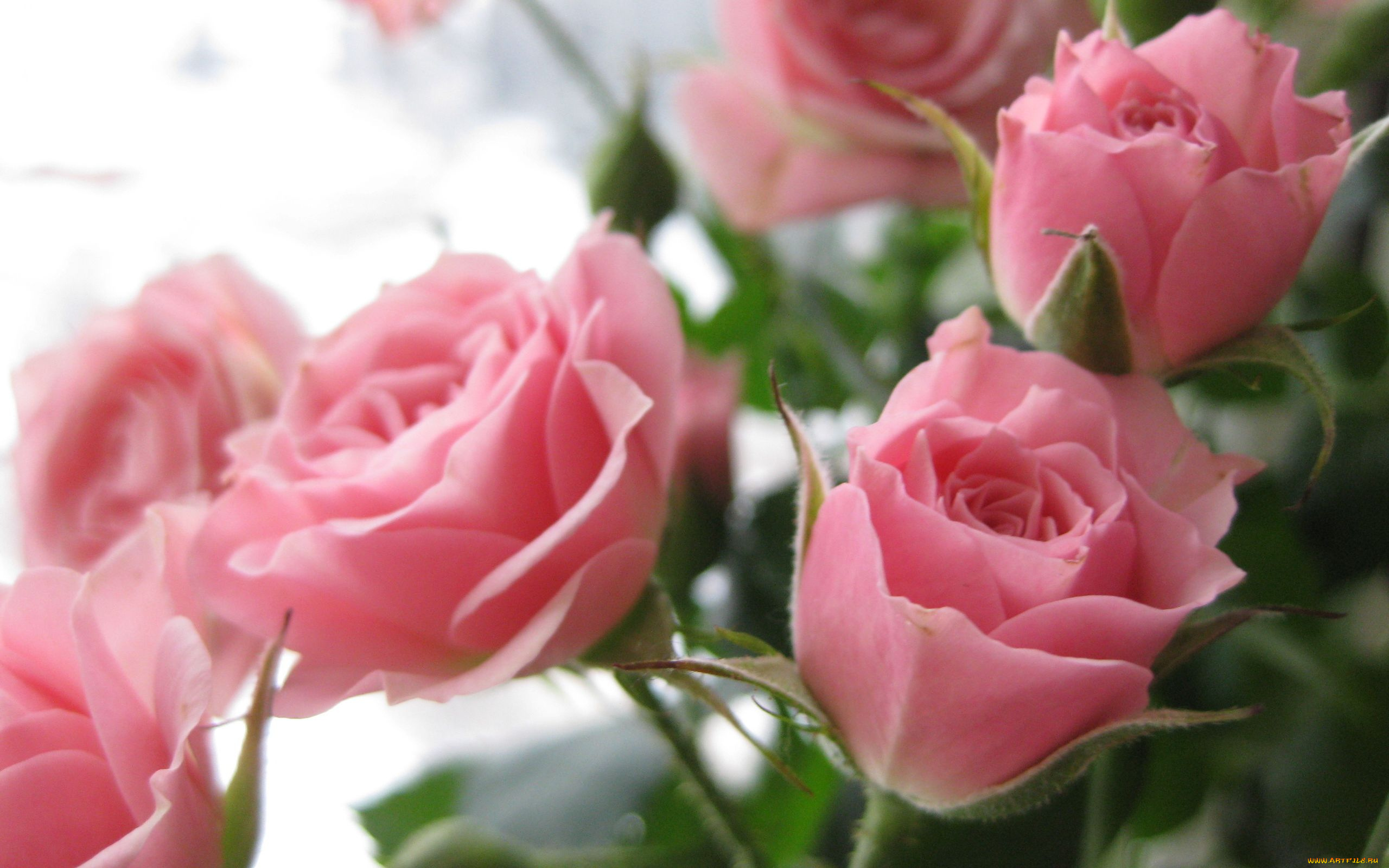 цветы, розы