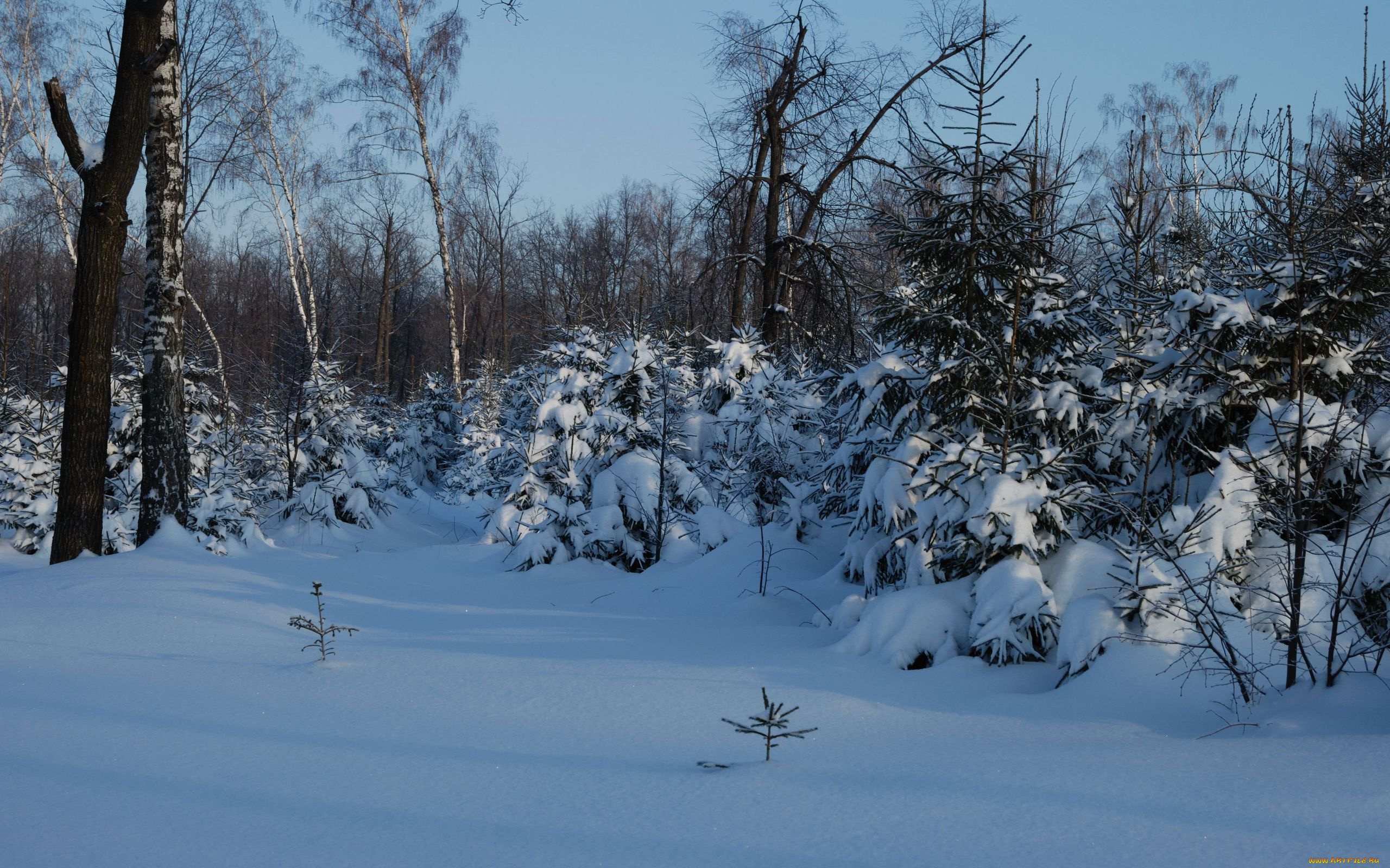 природа, зима