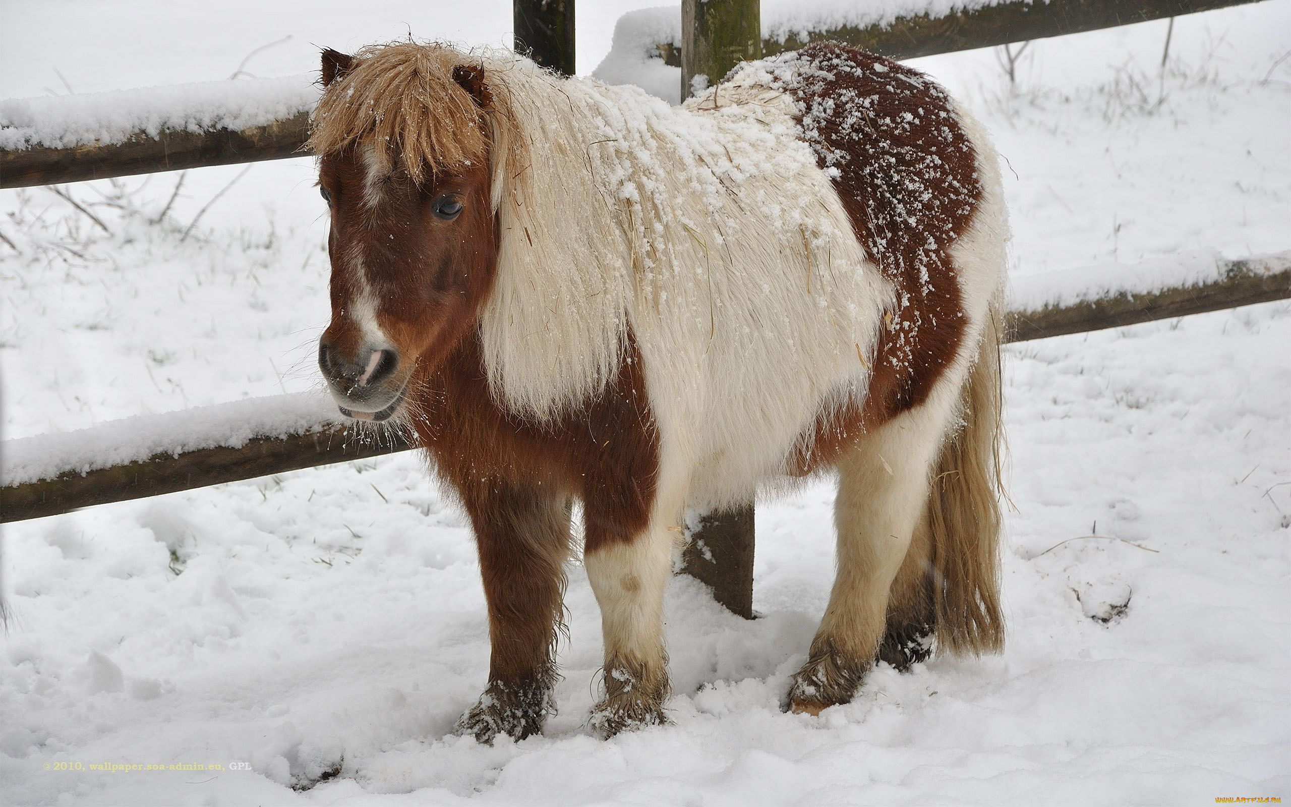животные, лошади