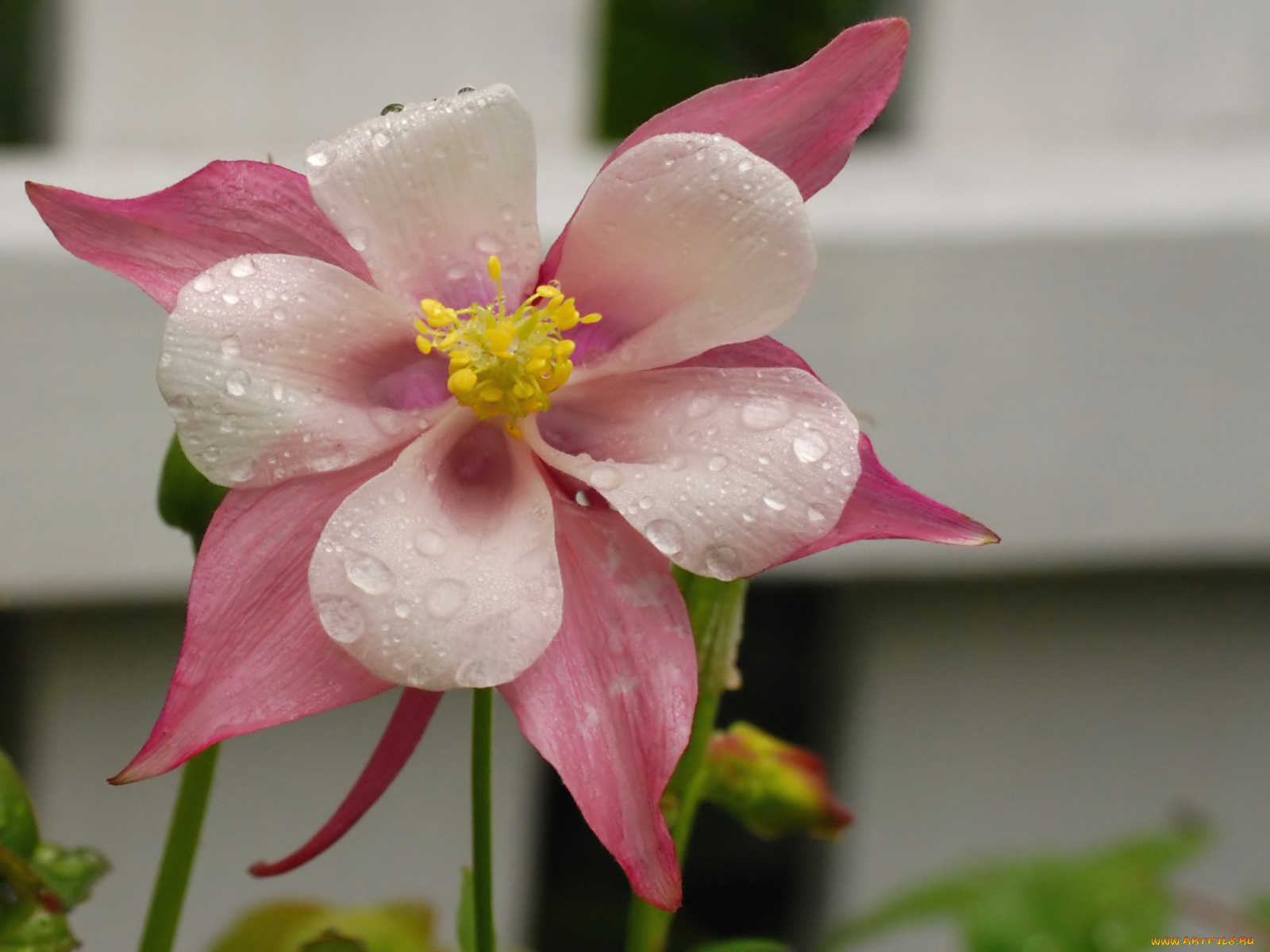 цветы, аквилегия, водосбор, лепестки