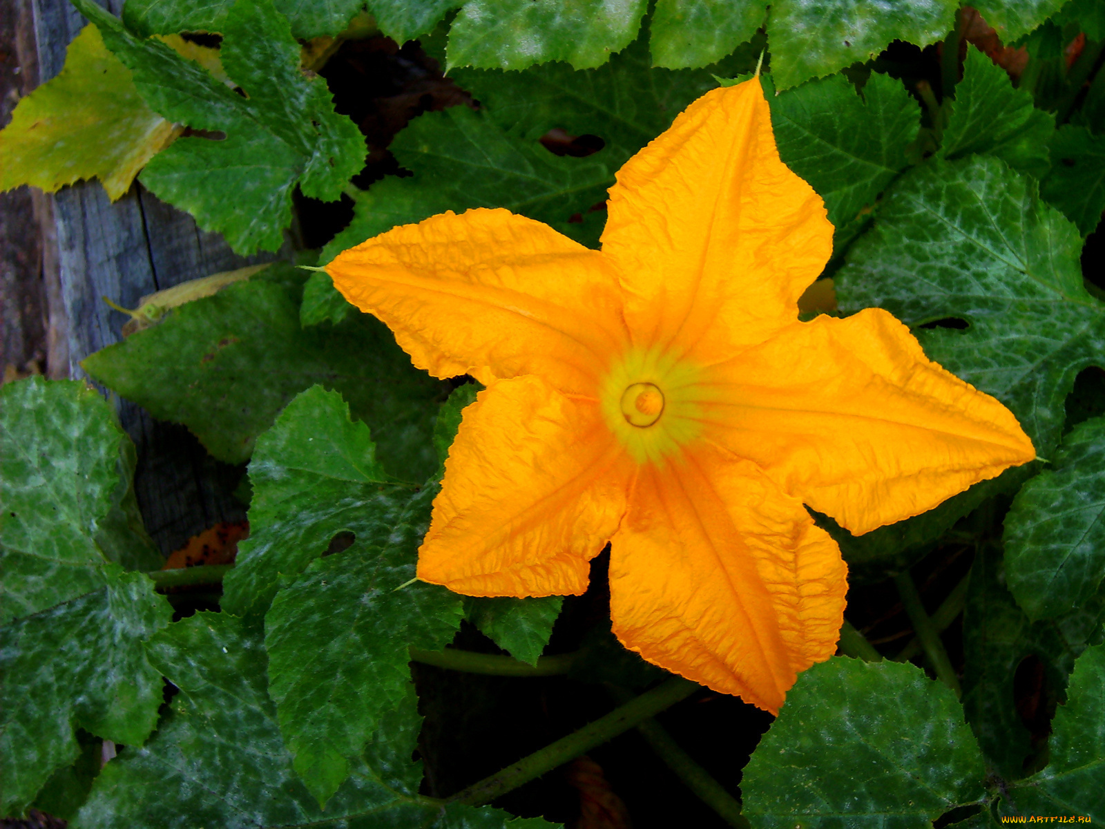 цветы, листья