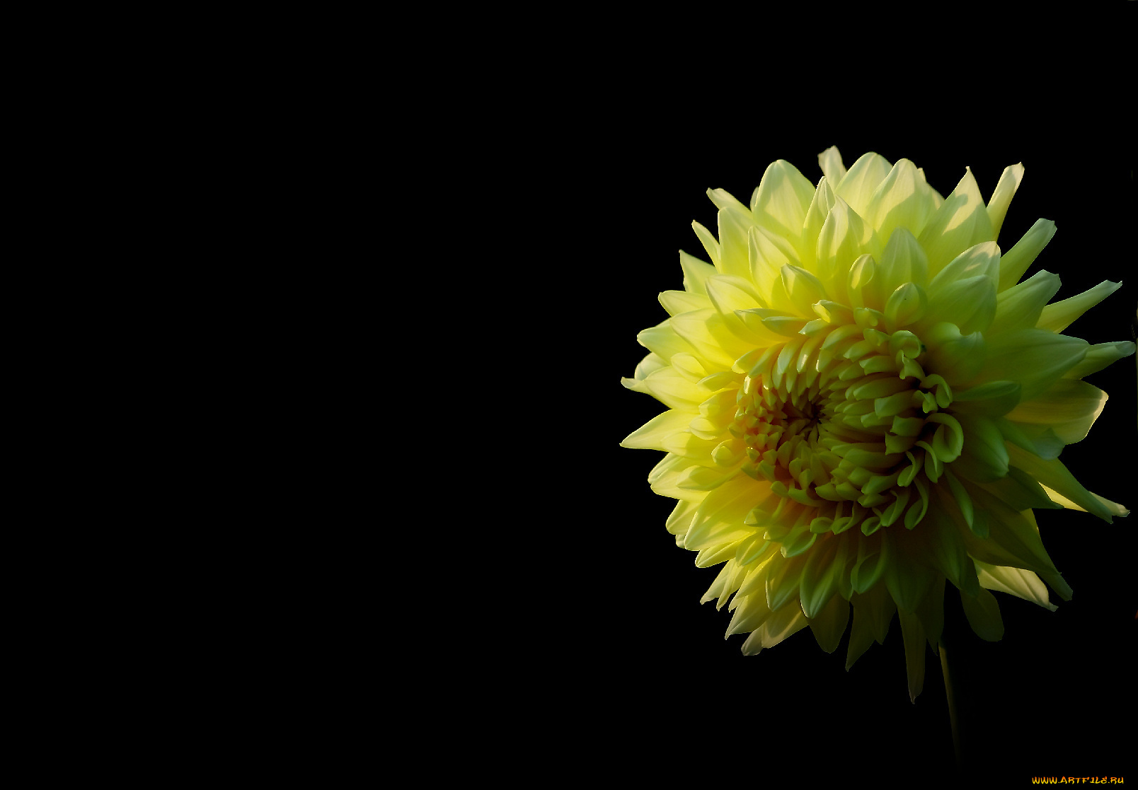 цветы, георгины, тёмный, фон