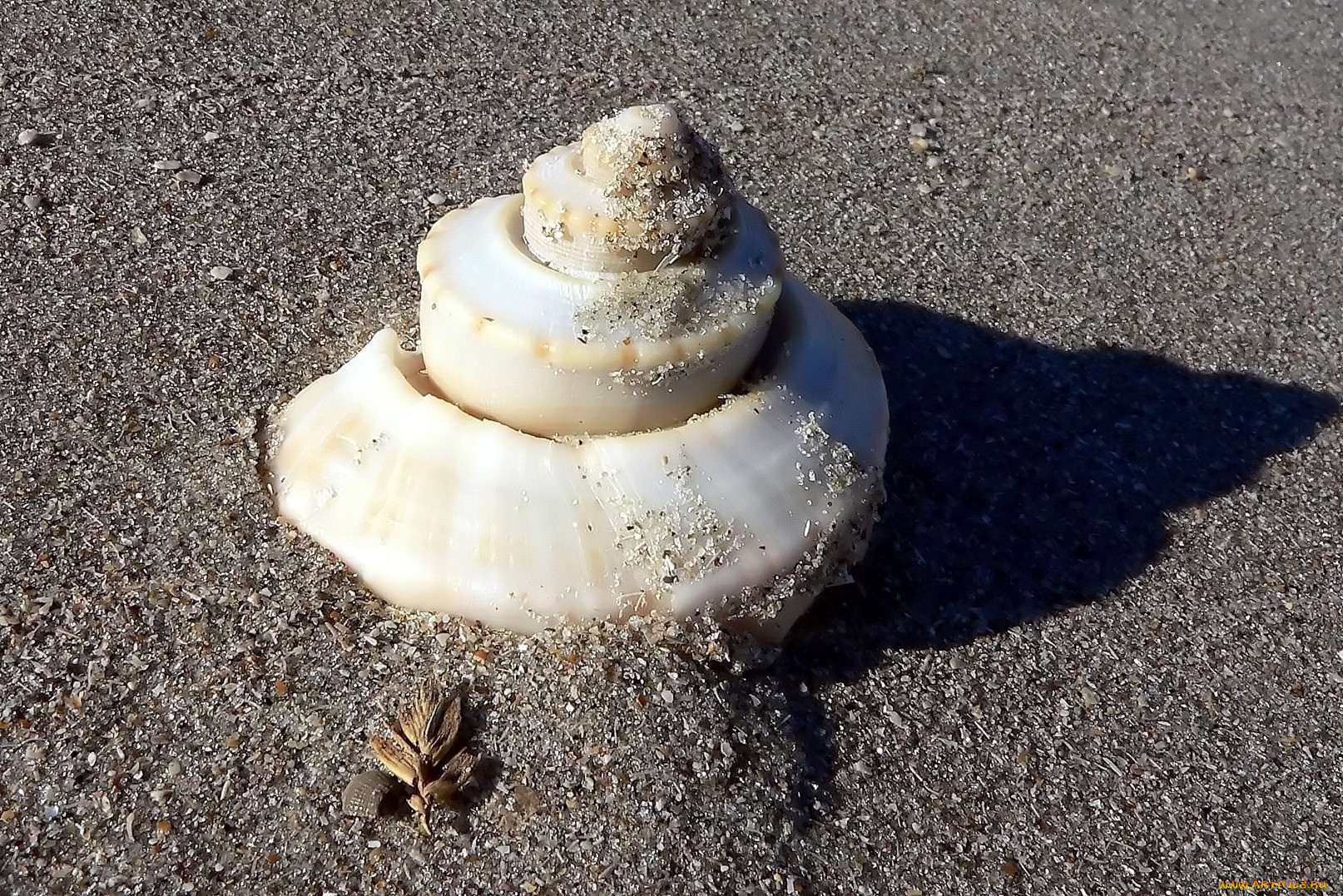 разное, ракушки, кораллы, декоративные, spa, камни, песок